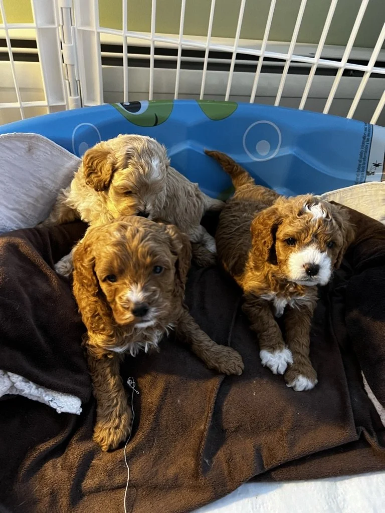 Four adorable brown and white puppies with curly hair, sitting on a blanket inside a playpen.