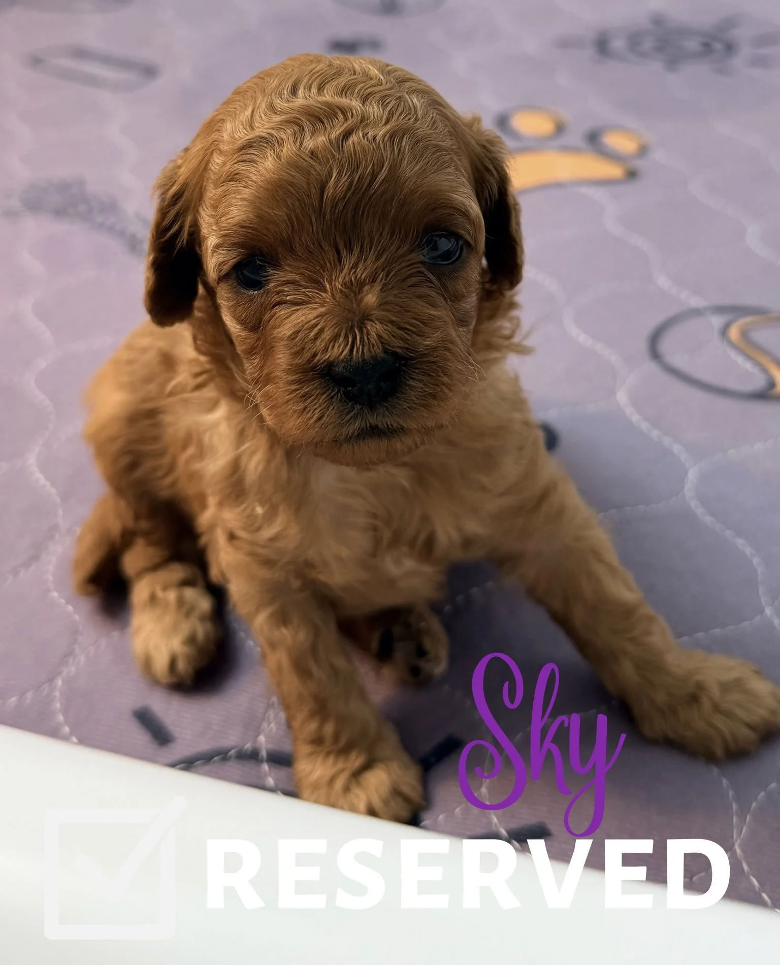 Fur-ever Home - 5.jpeg