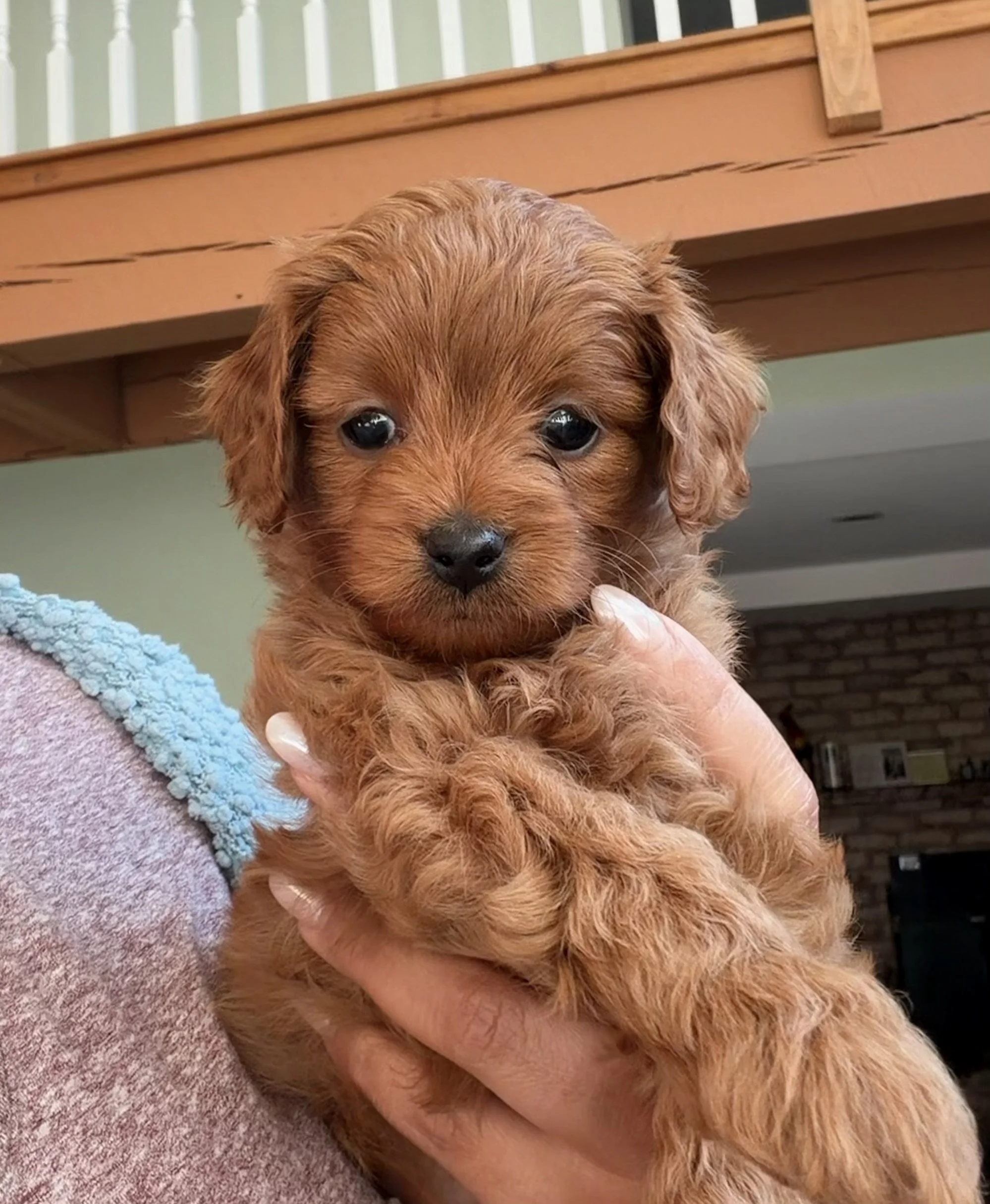 A small, brown, curly-haired puppy being held by a person in a cozy indoor setting.