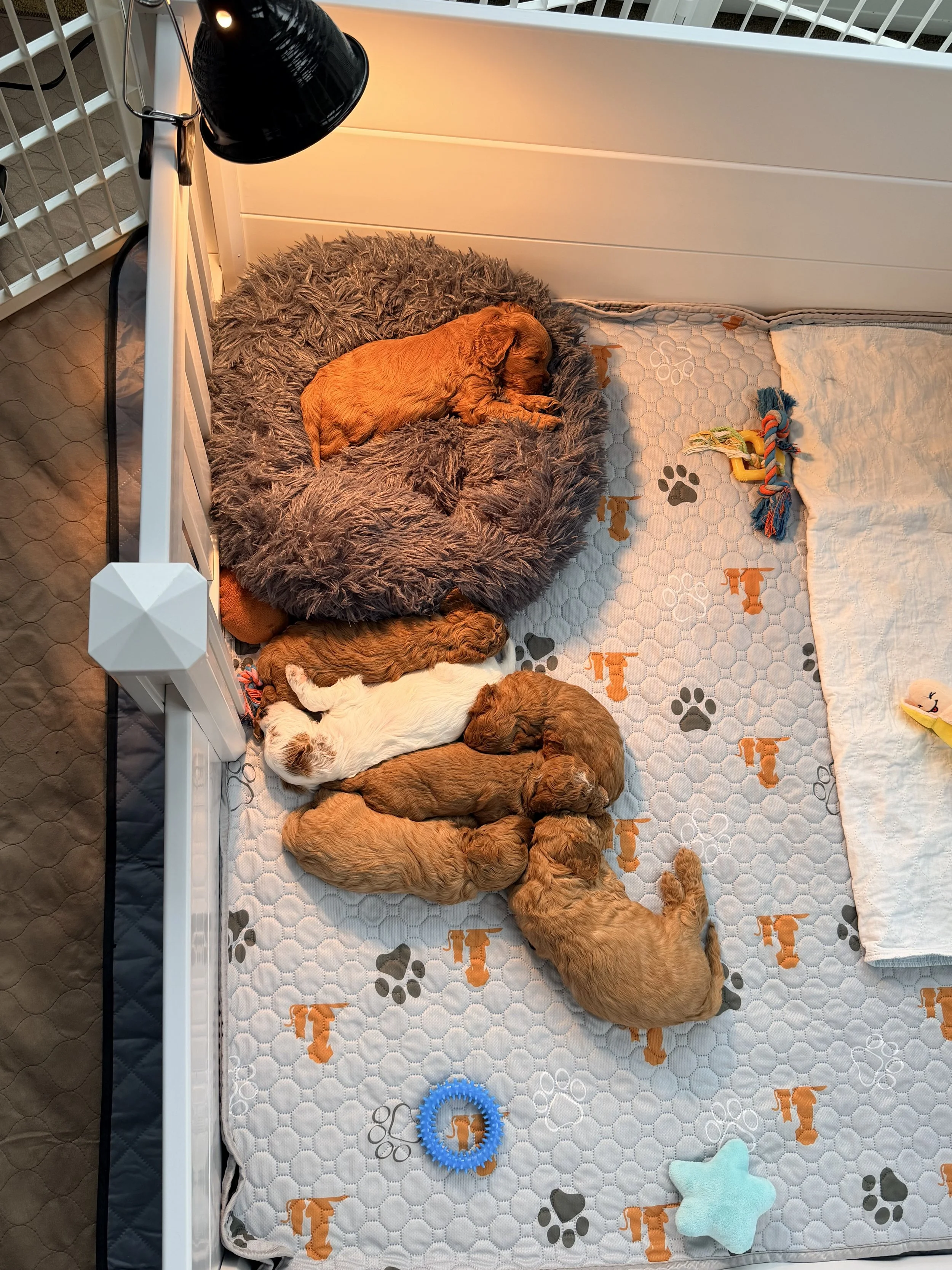 Five puppies, three with golden fur, one with white and brown fur, one with dark brown fur, are sleeping on a quilted pet bed with orange and black paw print pattern. One puppy is lying on a fluffy gray round dog bed. Toys are scattered around, inclu