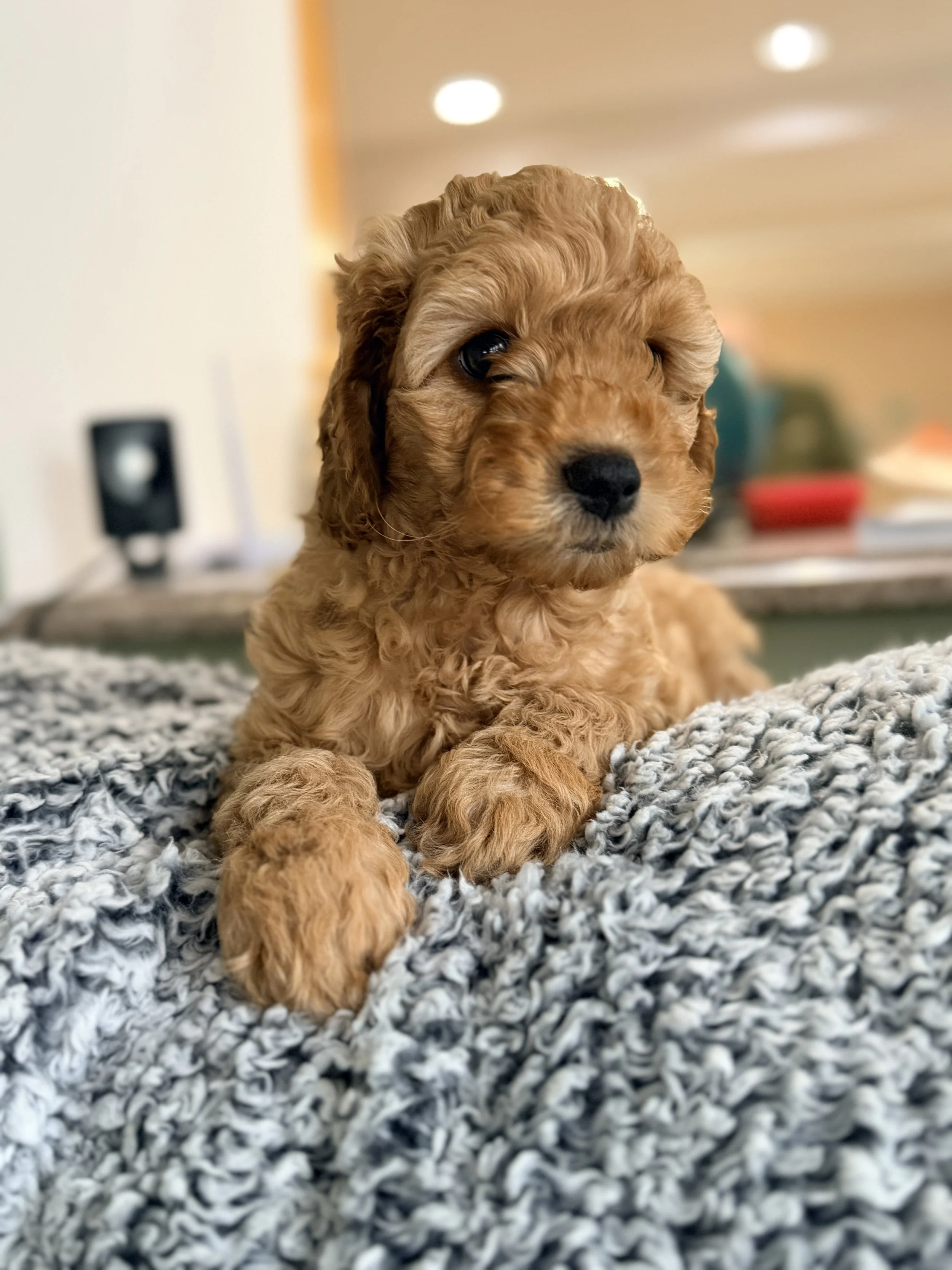 A cute brown curly-haired puppy laying on a soft, textured gray blanket.