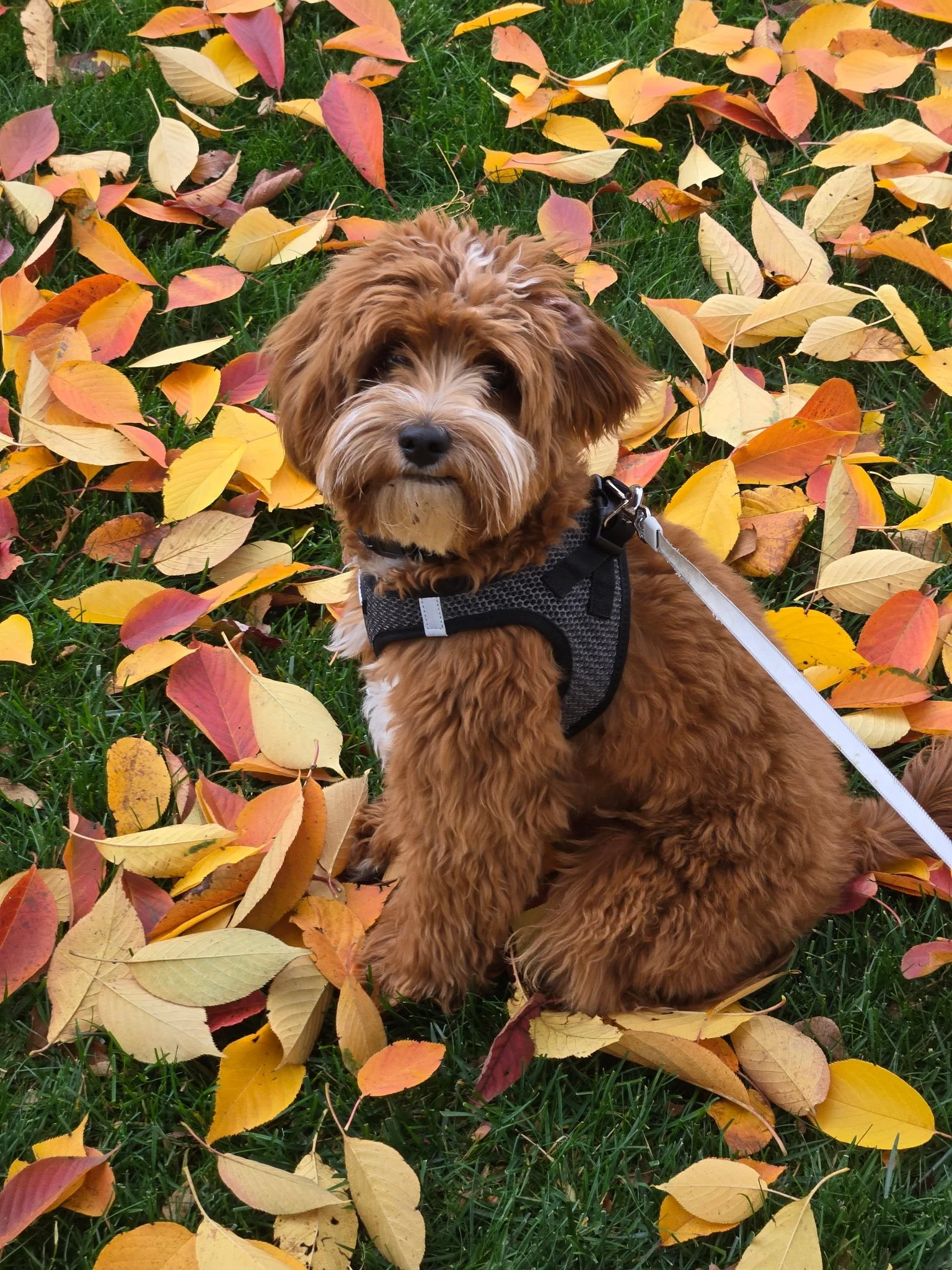 Red and White Cavapoo Puppy
