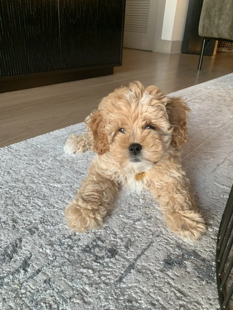 Adorable curly-haired brown puppy lying on a light-colored rug indoors.