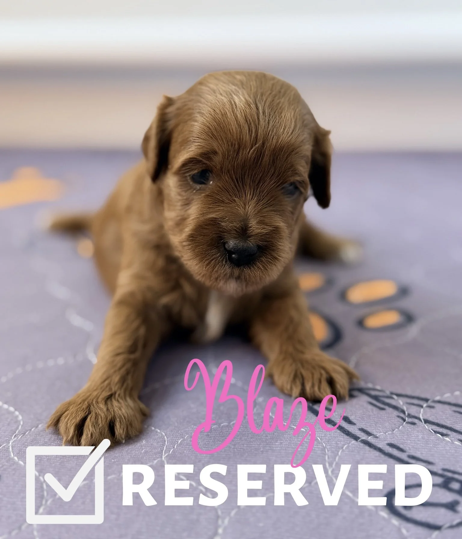 Fur-ever Home - 6.jpeg