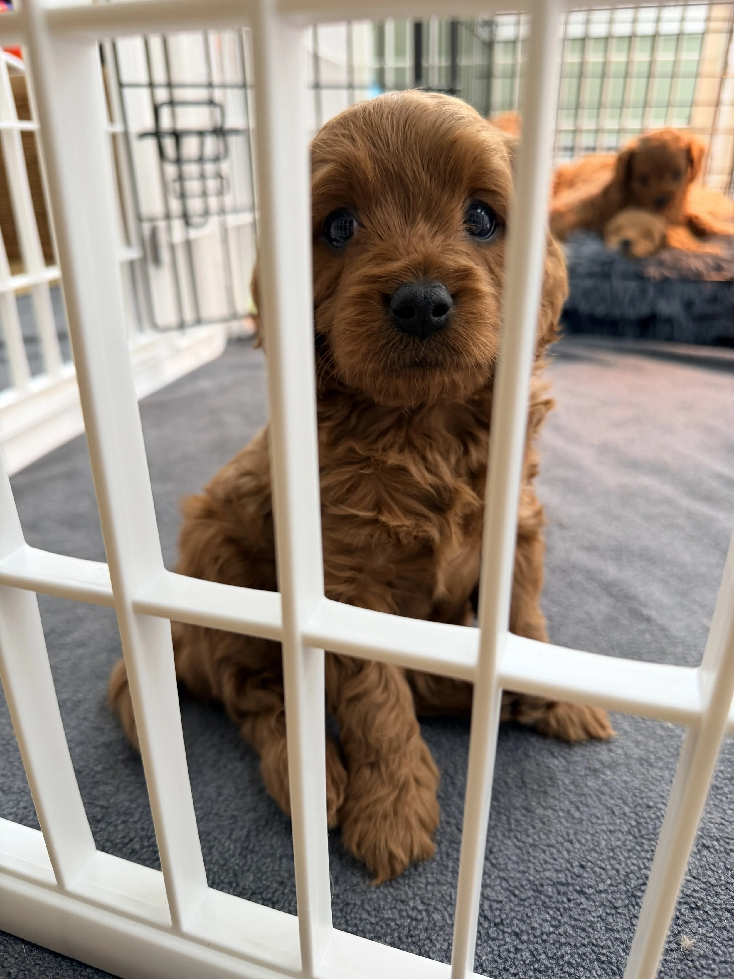 A cute brown puppy sitting inside a white playpen, looking directly at the camera with big blue eyes. In the background, there is another puppy lying on a blanket.