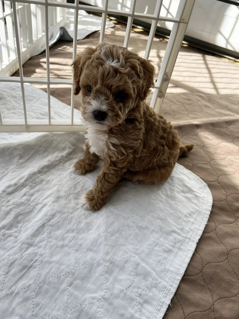A cute brown and white curly-coated puppy sitting on a white quilted pad next to a white metal crate, with sunlight shining through a nearby window.