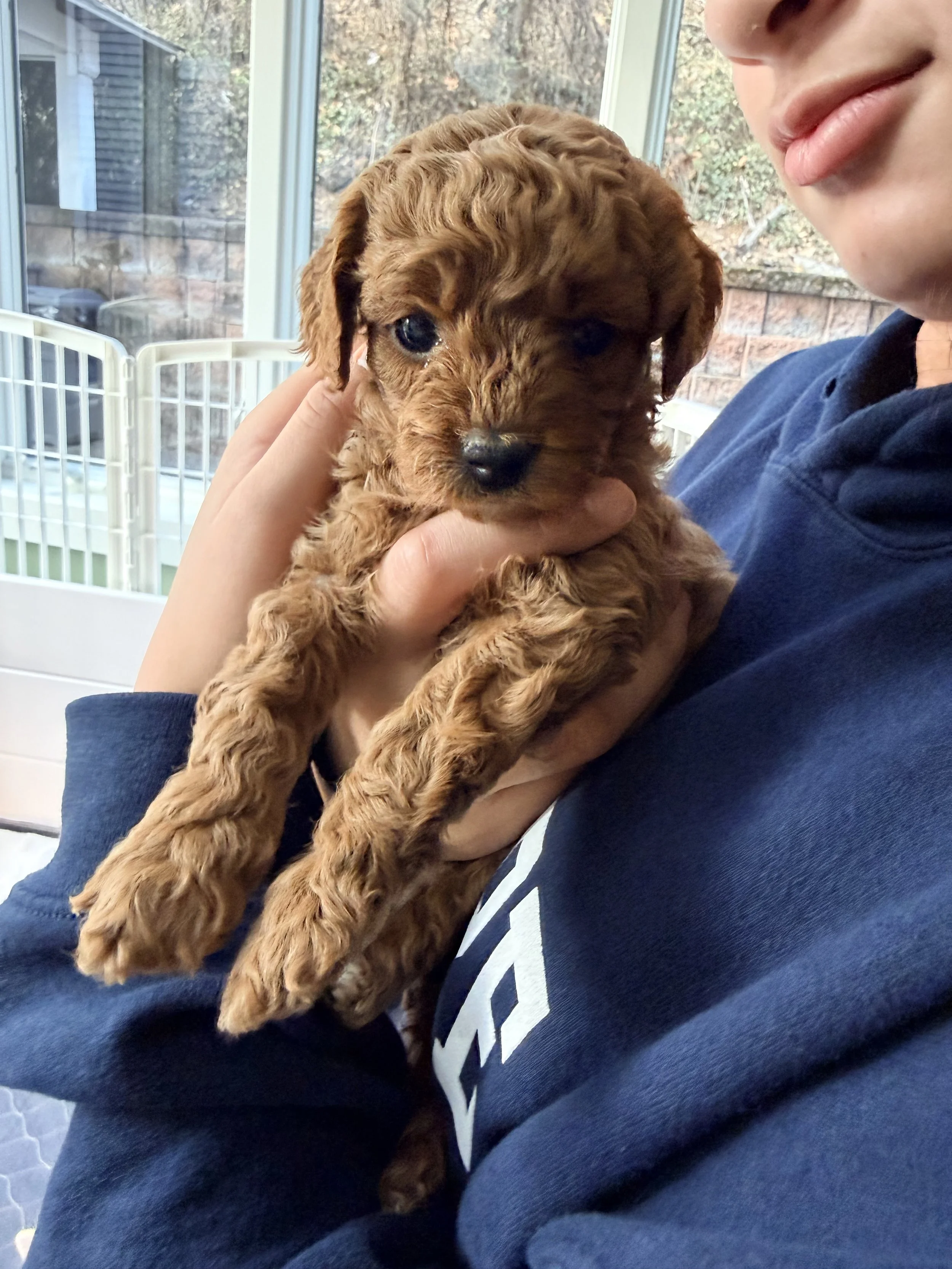 A person holding a small, curly-haired brown puppy inside a bright room with large windows. The puppy looks directly at the camera.