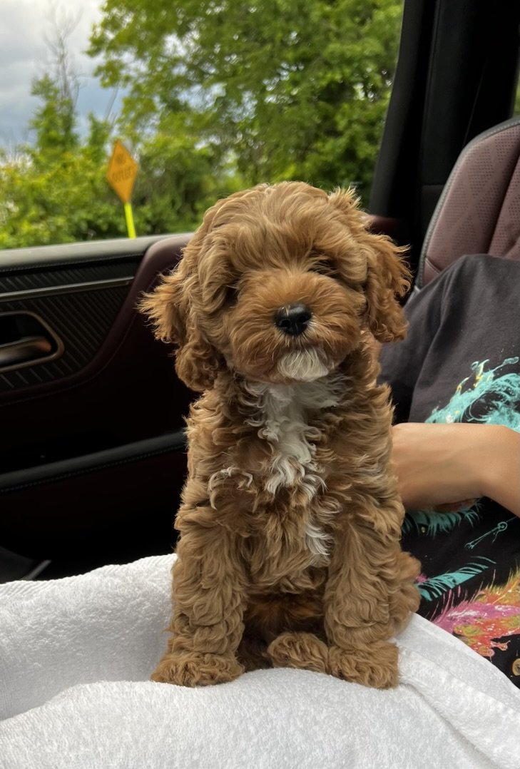 A adorable brown fluffy puppy with a white patch on its chest sitting on a white towel in a car.