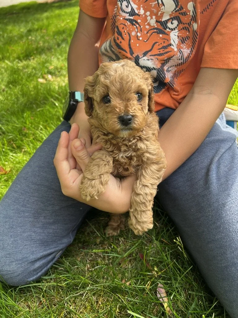 A small, curly-haired puppy with light brown fur sitting on someone's lap outdoors on grass, being held gently with both hands.