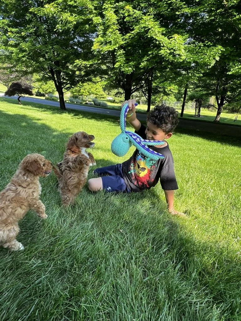 A boy sitting on grass in a park holding a colorful stuffed snake toy, with three golden retriever puppies standing nearby.