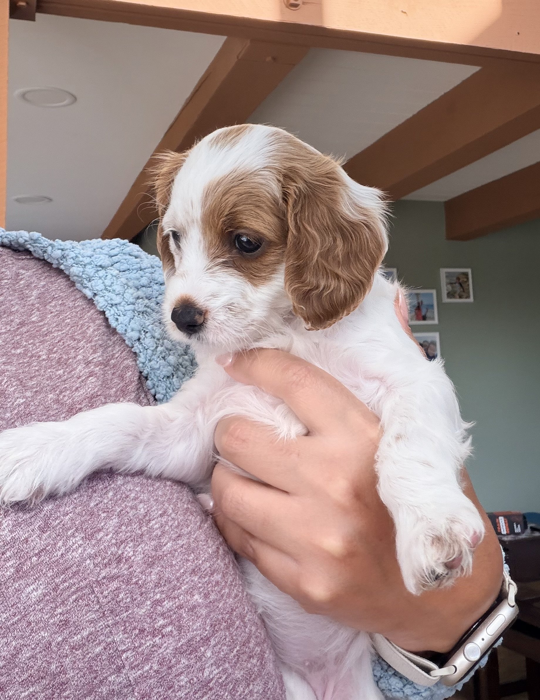 A person holding a small white and brown puppy with floppy ears in their arms indoors.