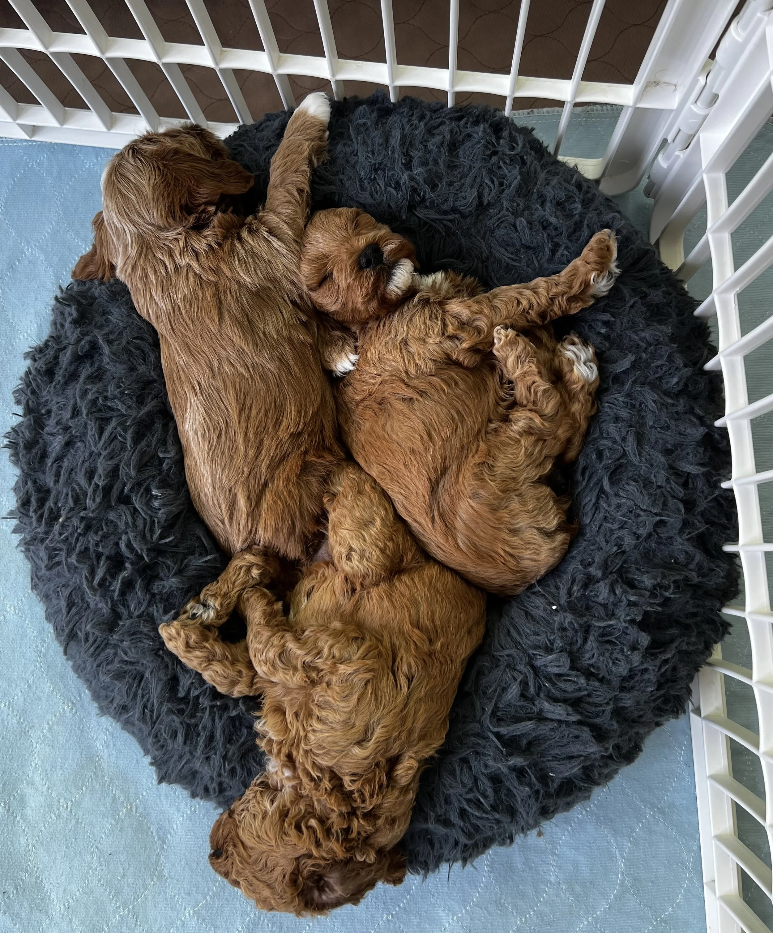 Two small brown puppies sleeping together on a black fluffy blanket inside a playpen.