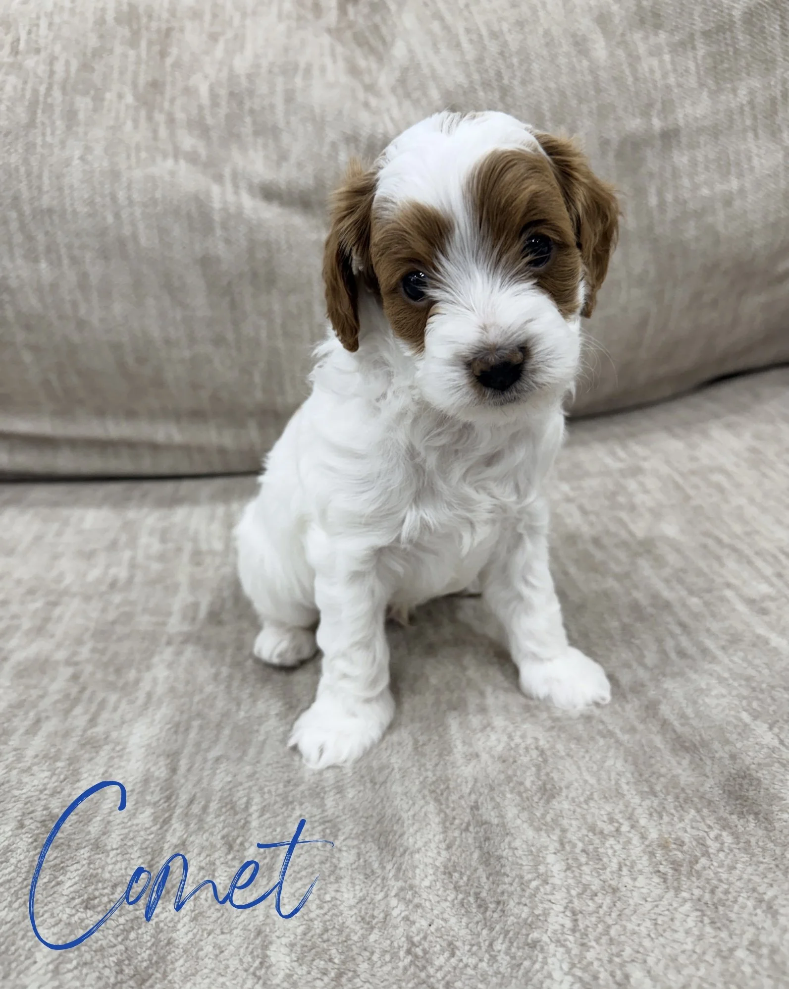 Puppy weekly pics - 1.jpeg