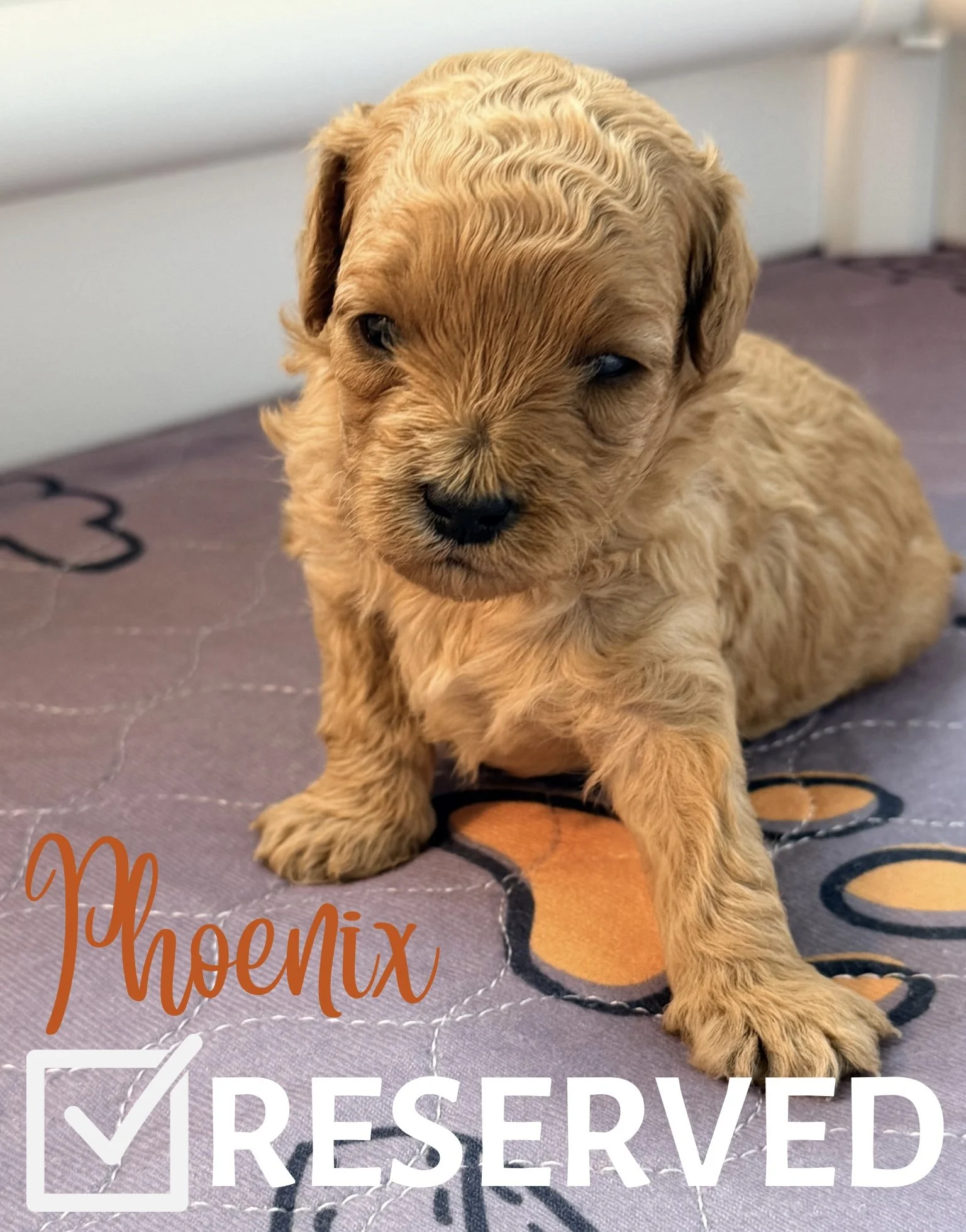 Fur-ever Home - 4.jpeg