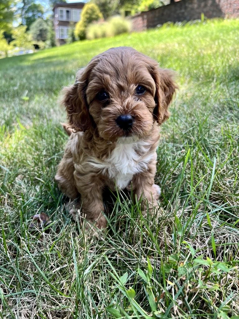 Cute brown and white puppy sitting in green grass outdoors.