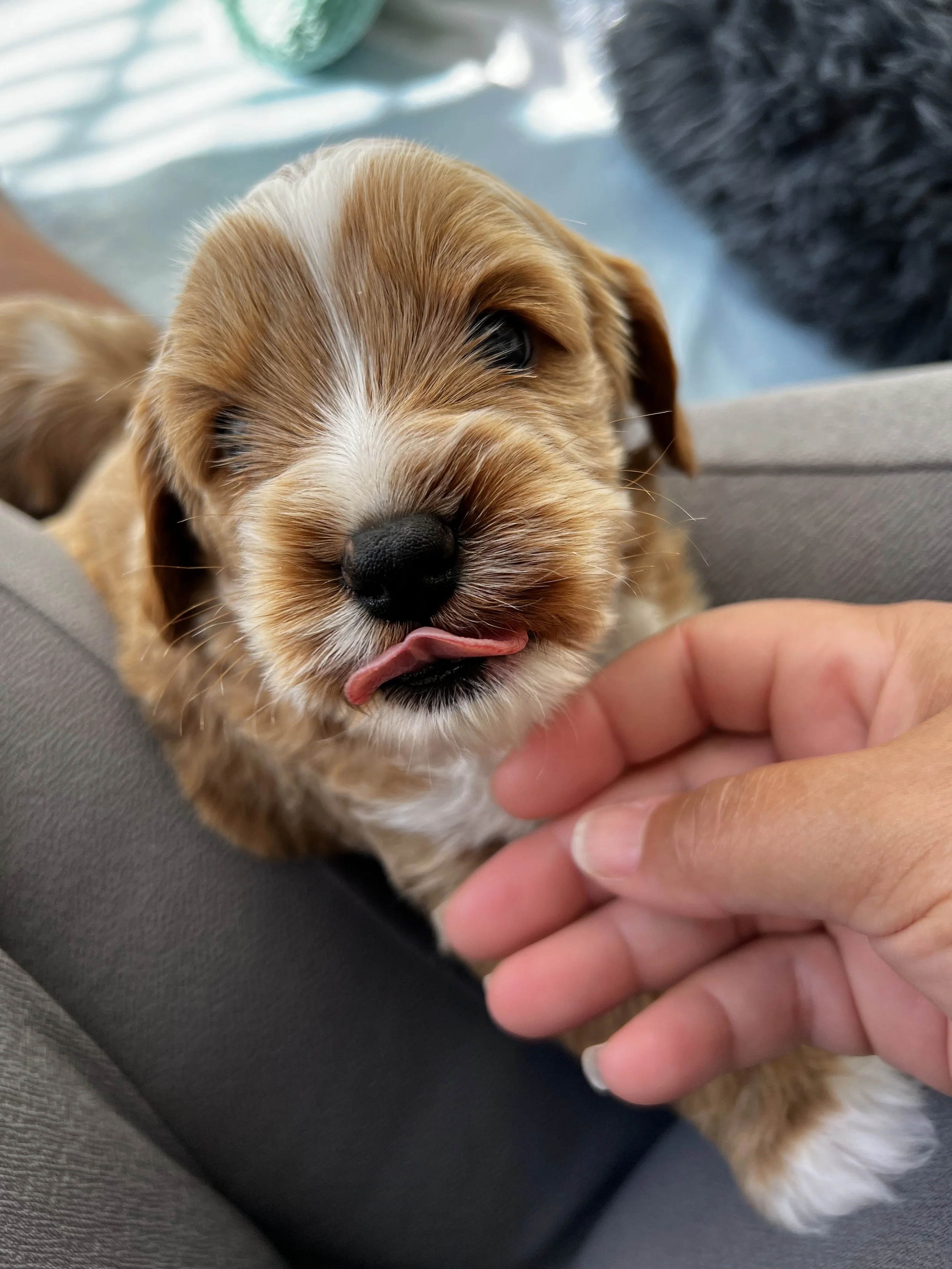A cute puppy with brown and white fur sticking out its pink tongue, being gently touched by a person's hand.