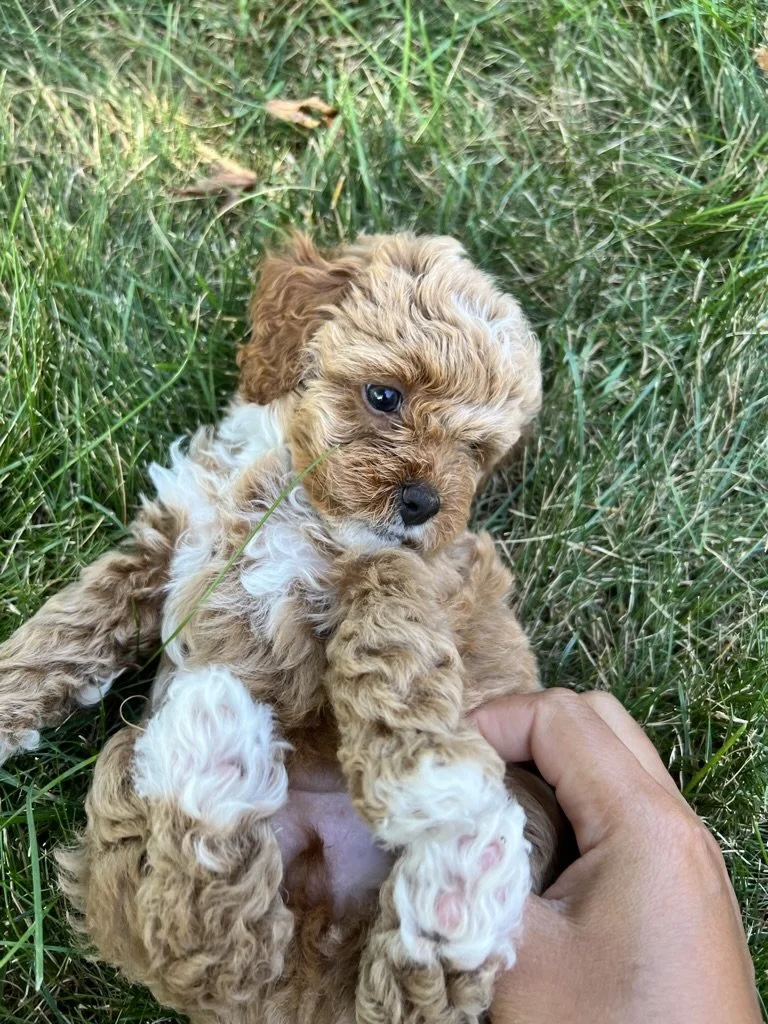 A small, curly-haired puppy with light brown and white fur lying on green grass, being held gently by a person's hand.