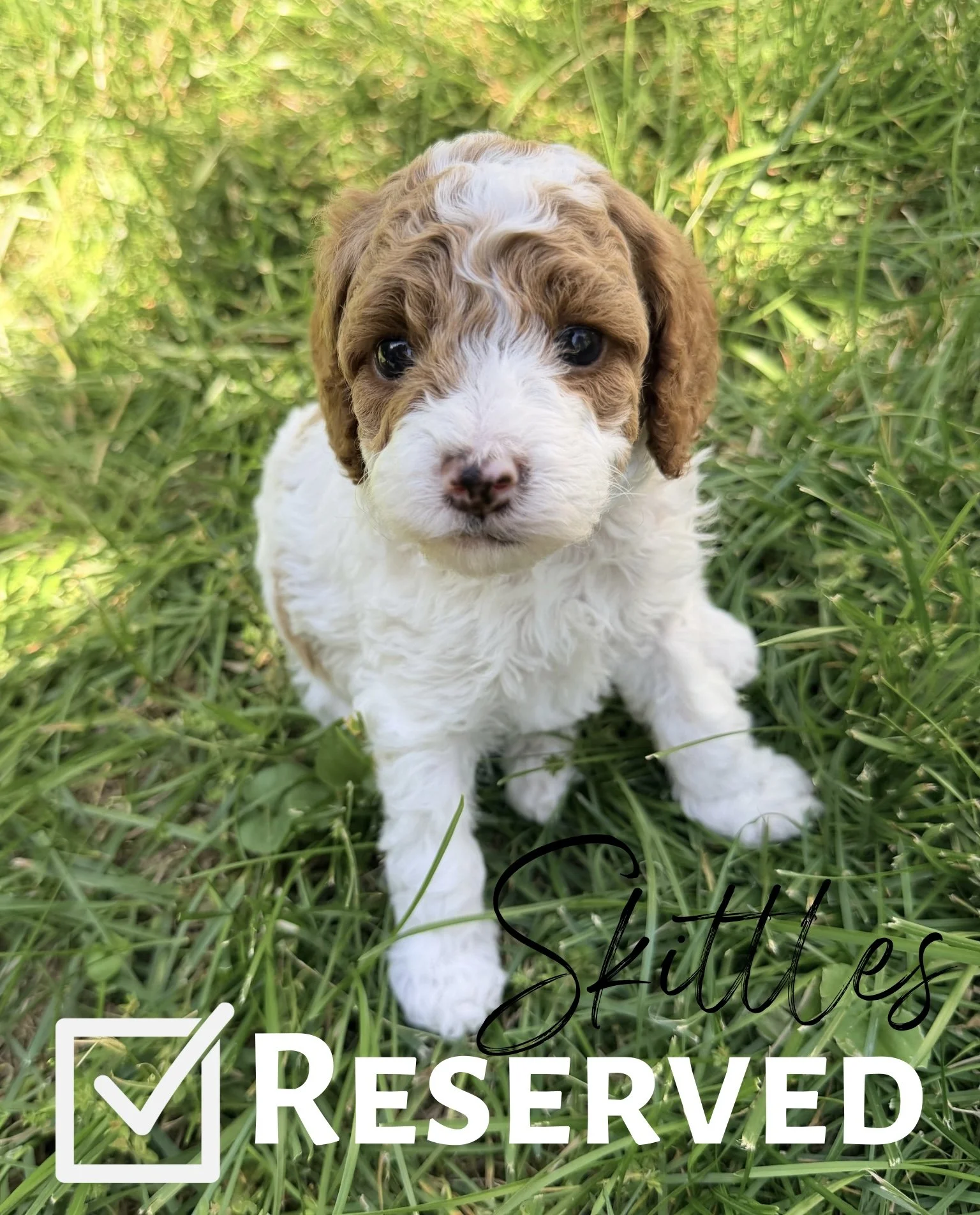 Fur-ever Home - 1.jpeg
