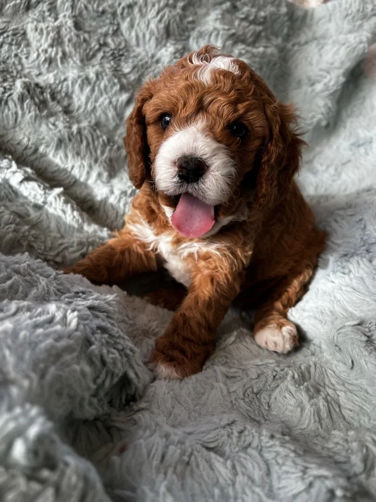 A cute brown and white puppy with curly fur sitting on a fluffy gray blanket, tongue out, looking at the camera.