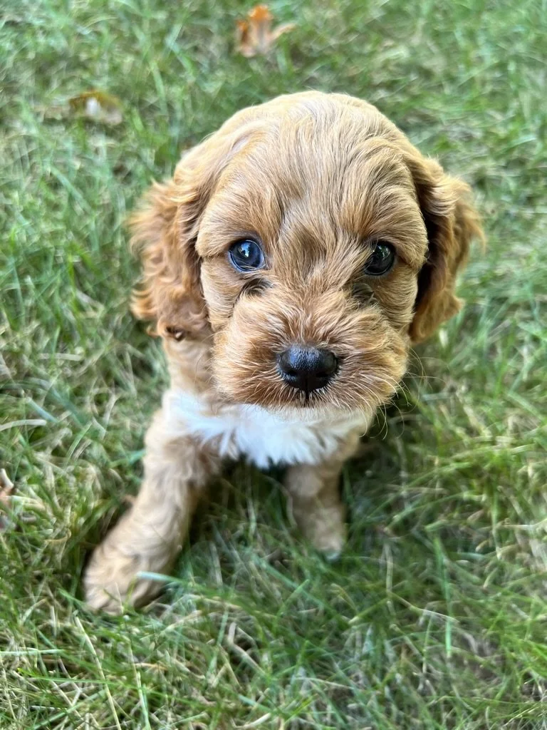 A cute brown and white puppy sitting on green grass, looking directly at the camera.
