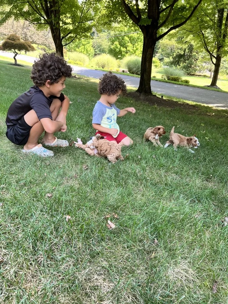 Two children playing with three puppies on a grassy area in a park under a large tree.