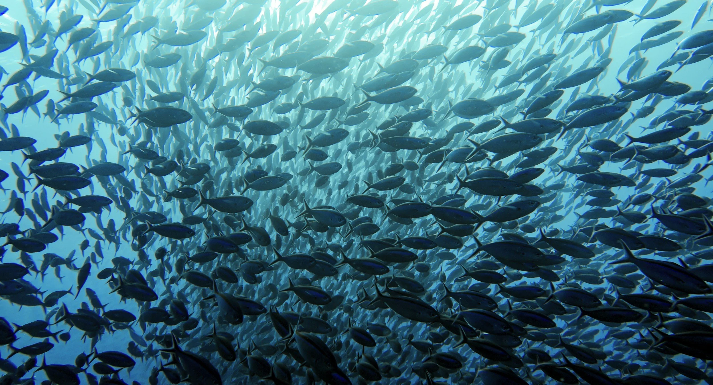 A large school of fish swimming underwater.