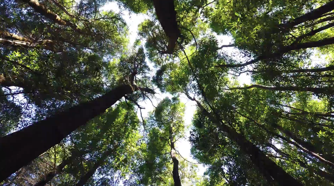 Maxim's Plant-A-Tree Program