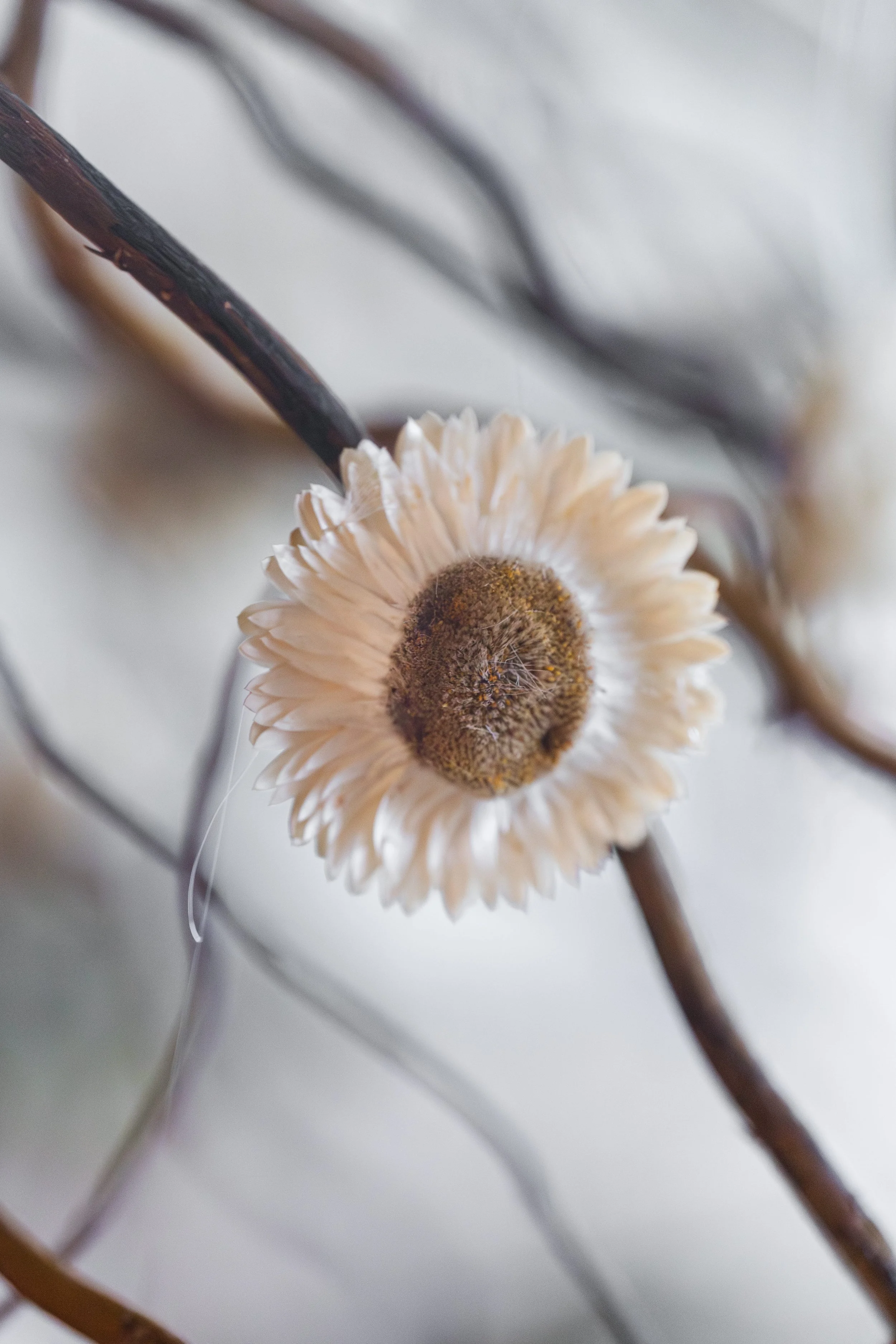 TiaraComteAimeRecevoir - Audrey Photography-96.jpg