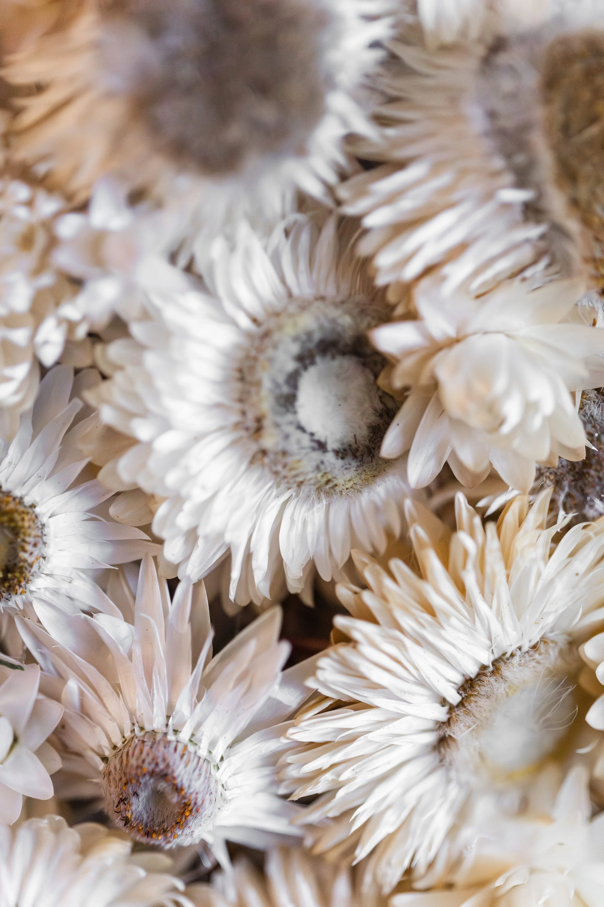 TiaraComteAimeRecevoir - Audrey Photography-98.jpg