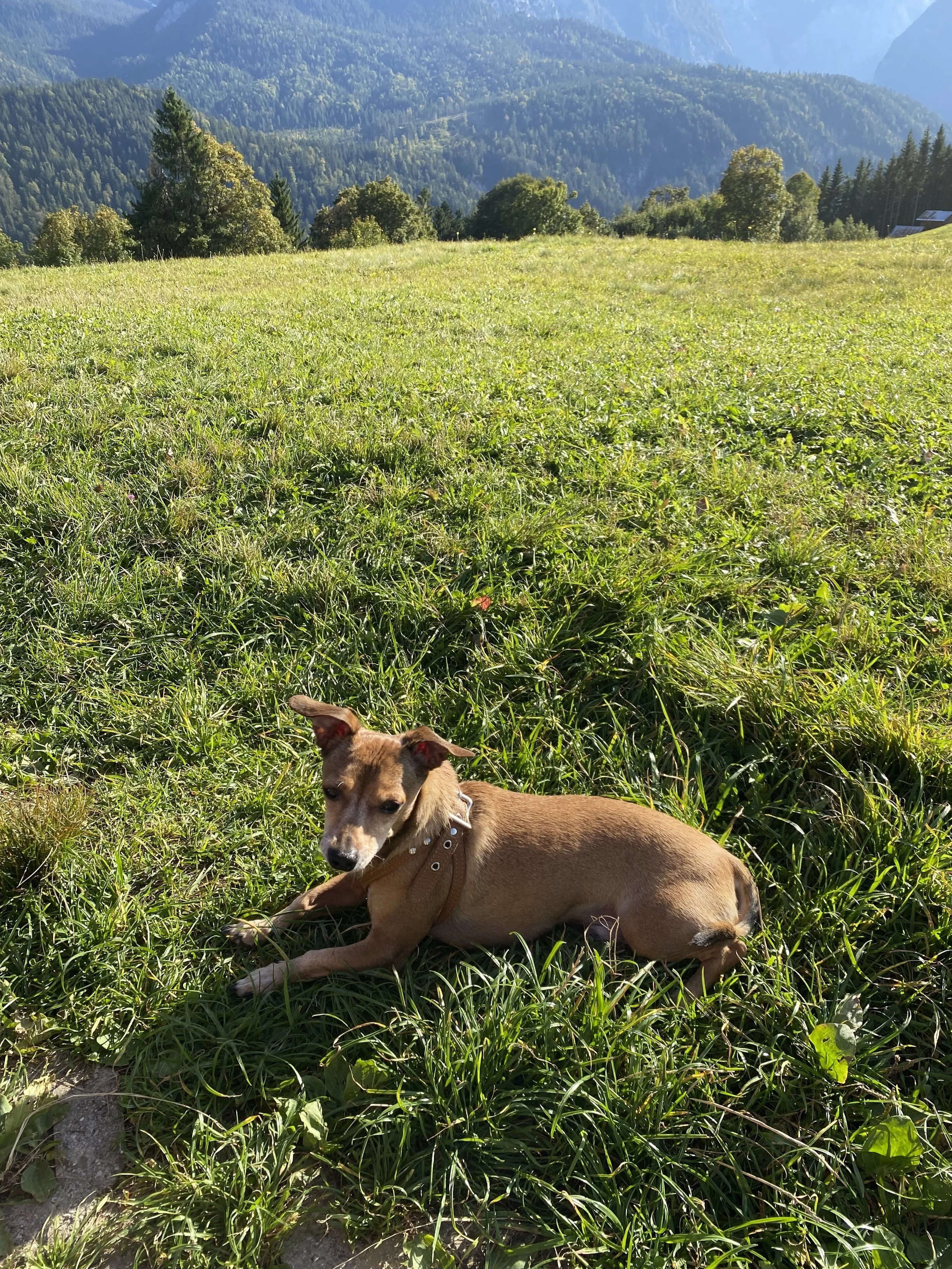 A brown dog named Griffin resting in a grassy alpine meadow during a hike near the Alps.