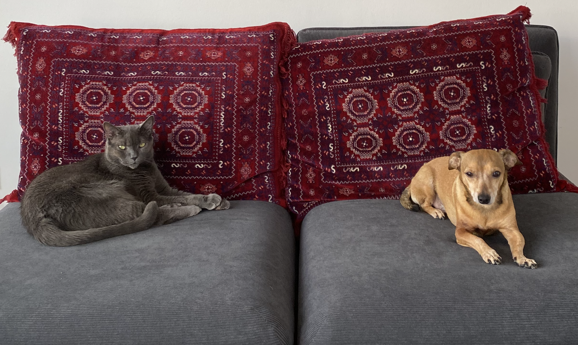 Eine graue Katze und ein Chihuahua sitzen auf einem grauen Sofa.