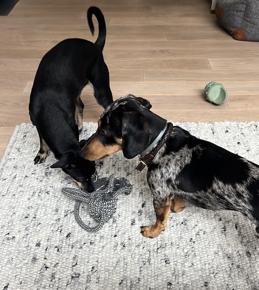 Zwei Hunden spielen zusammen.
