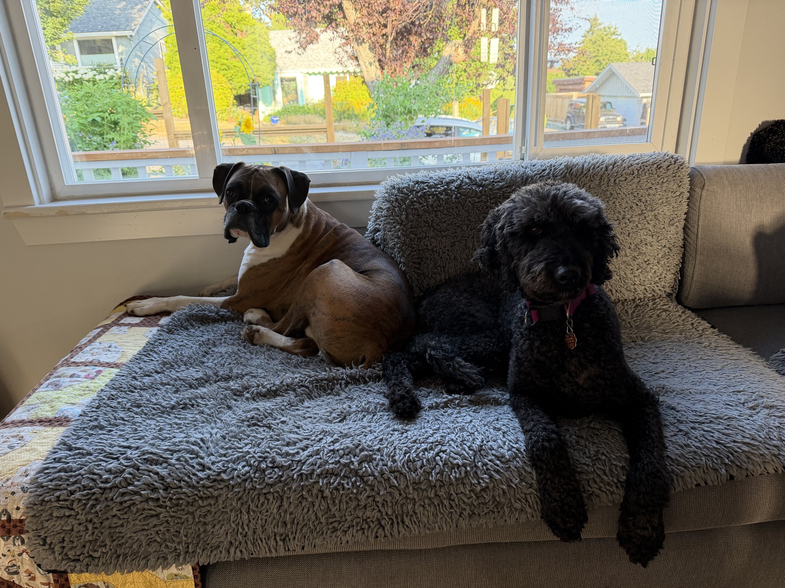 What I Learned From My First Kadoga Pet Sit🐾
