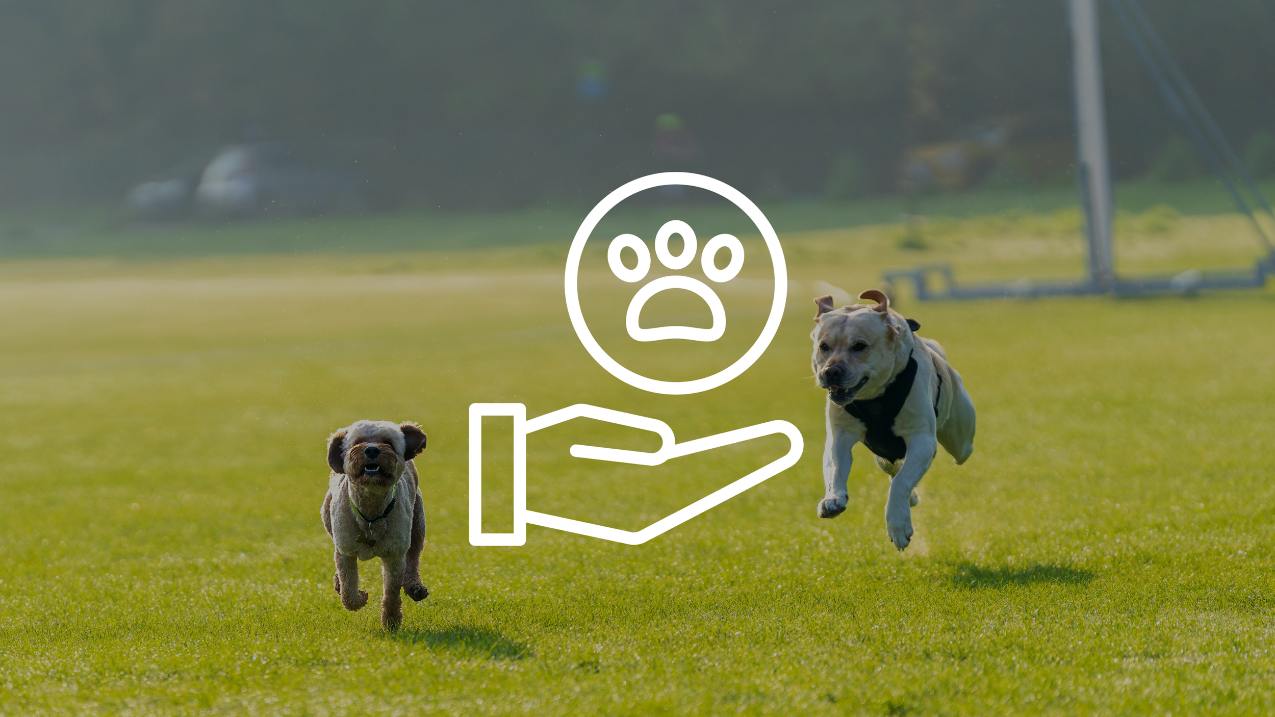 Two dogs running across a grassy field with an icon representing the exchange of Kadoga Points.