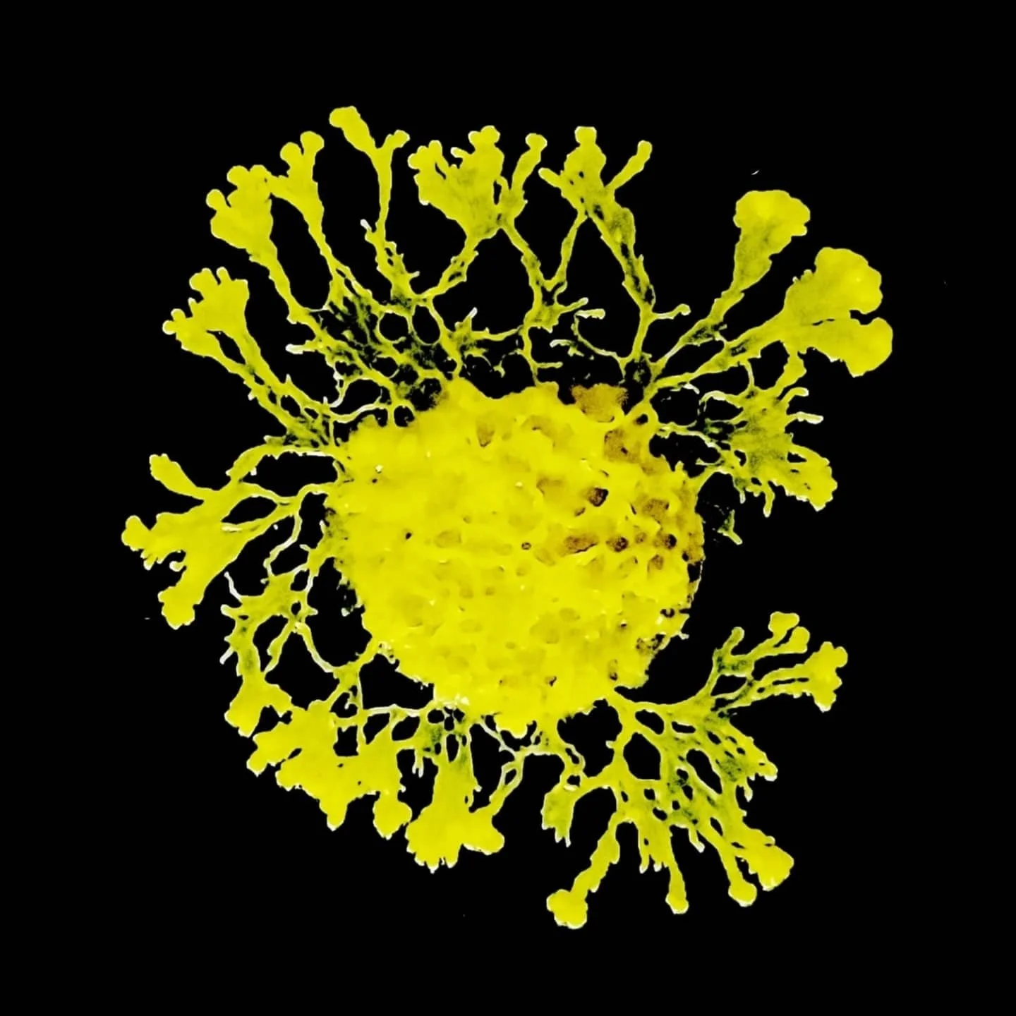 Un blob jaune visqueux étend ses pseudopodes vers l'extérieur de sa cellule. Le fond de l'image est noir et le jaune du blob ressort fortement en contraste.
