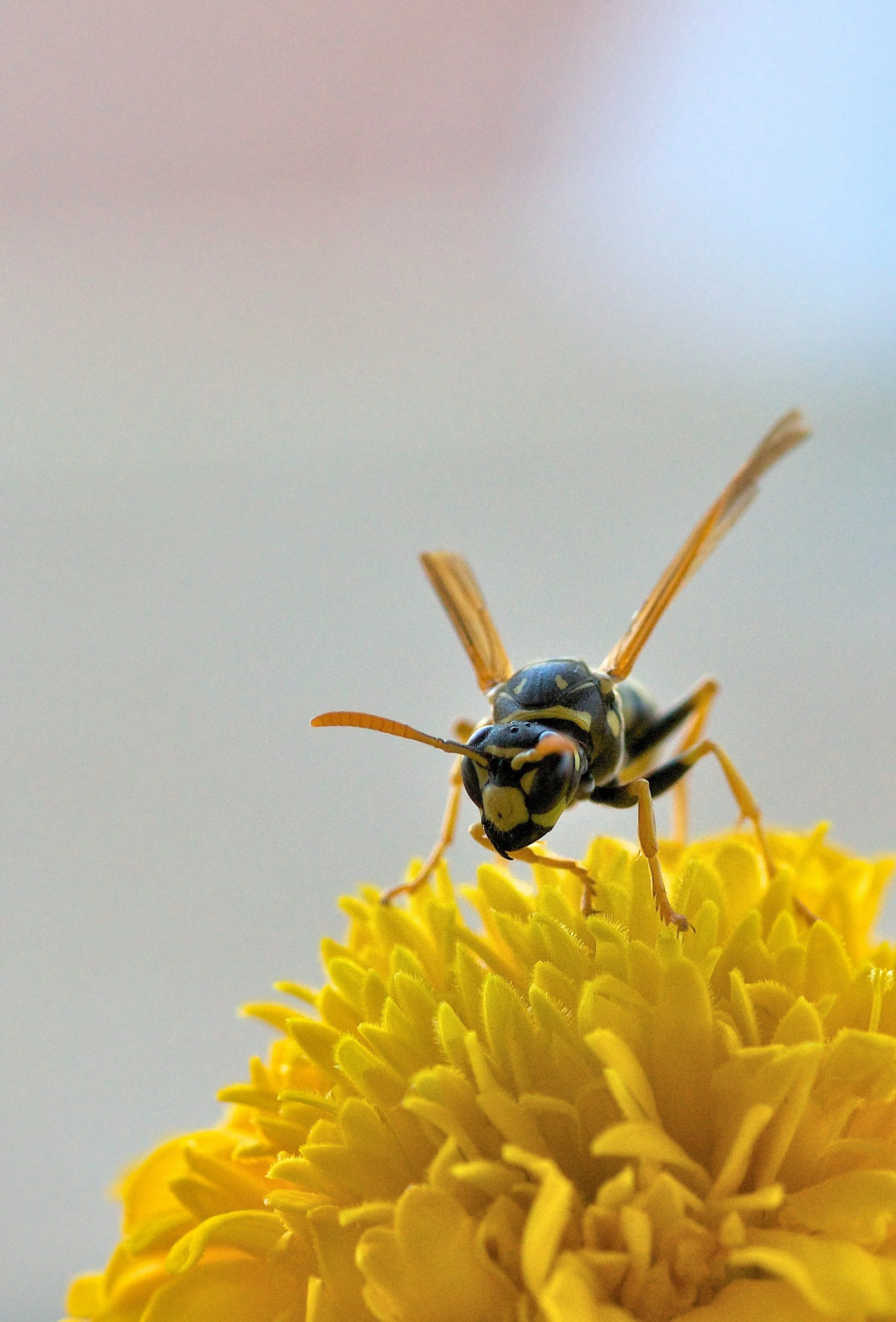 Une guêpe polliste est posée sur une fleur jaune. On la voit de face, la tête légèrement baissée vers le bas. Les guêpes pollinisent les fleurs.