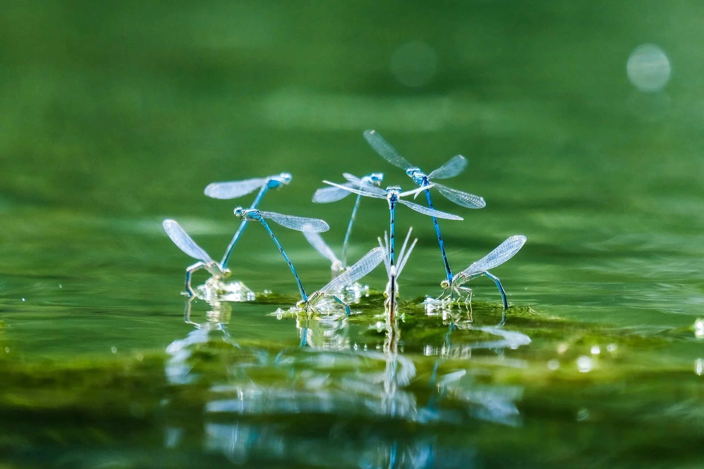 Des libellules bleues semblent danser au-dessus de l'eau verte et calme. On voit leur reflet dans l'eau.