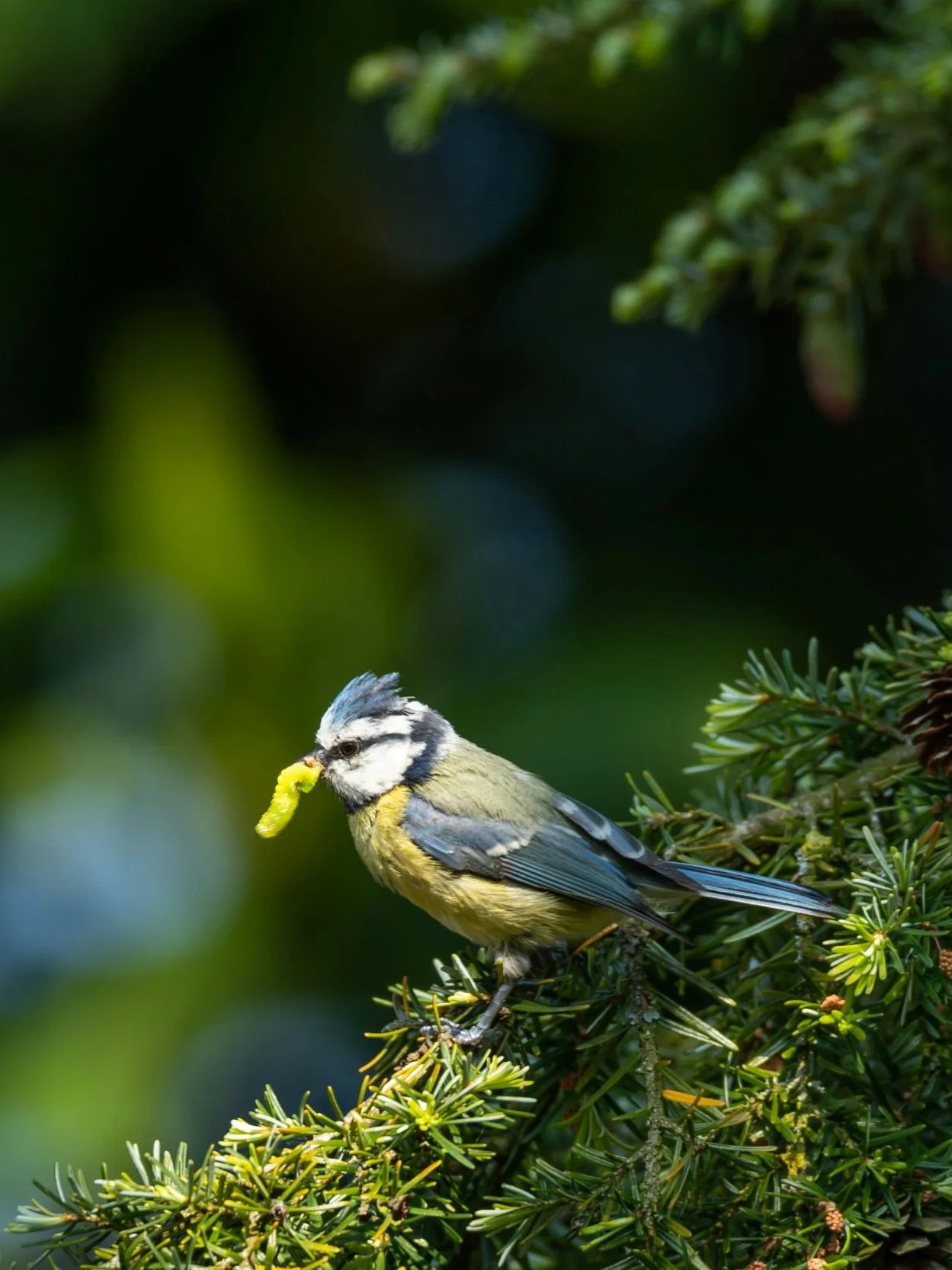 Une mésange bleue est perchée sur une branche de conifère vert foncé avec une chenille jaune dans le bec.