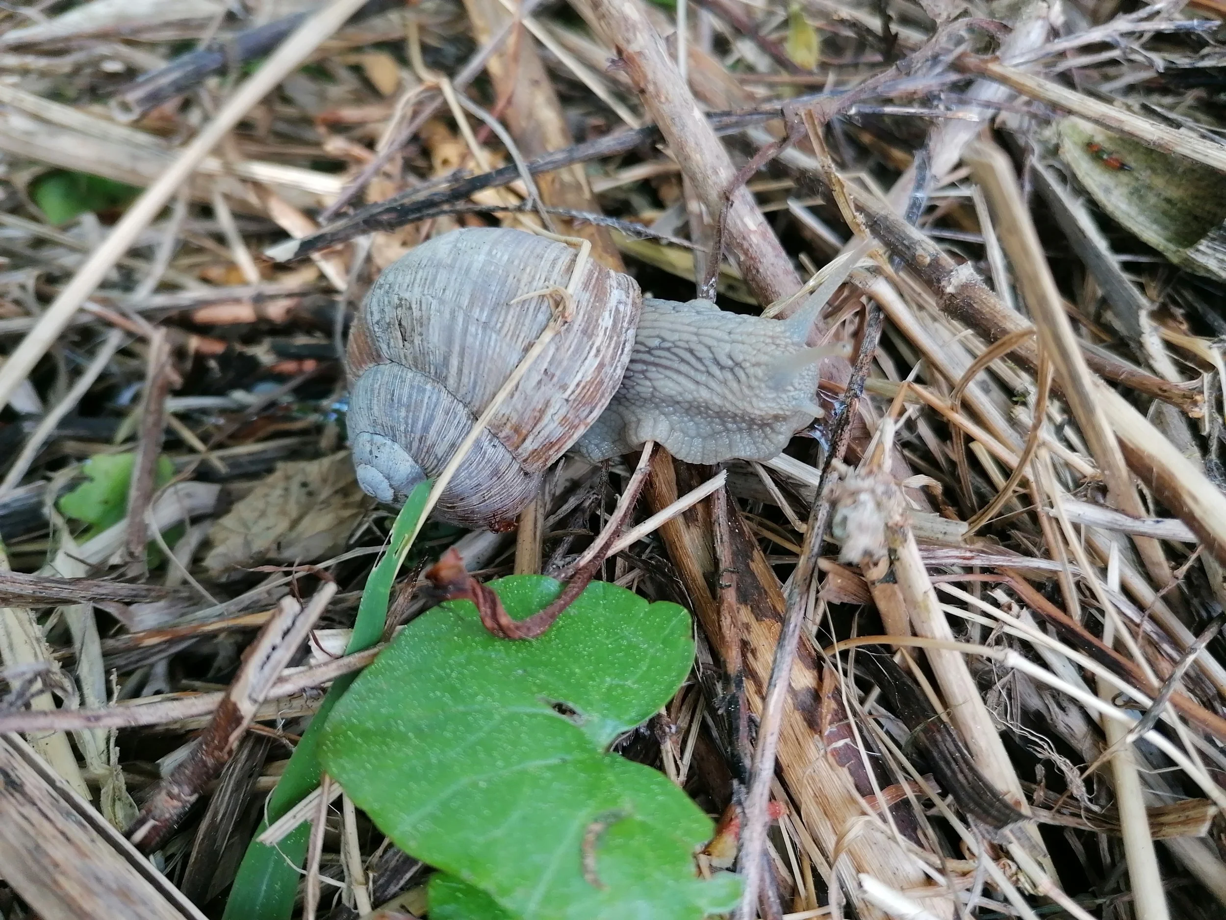 ich bin das Krafttier Schnecke und erinnere dich an die Magie der Langsamkeit und des eigenen Rhythmus. Mein Zuhause immer dabei, hinterlasse ich leuchtende Schleimspuren. Ich lade dich ein zur Schneckenmeditation - still schauen, Spuren sehen, mitsc