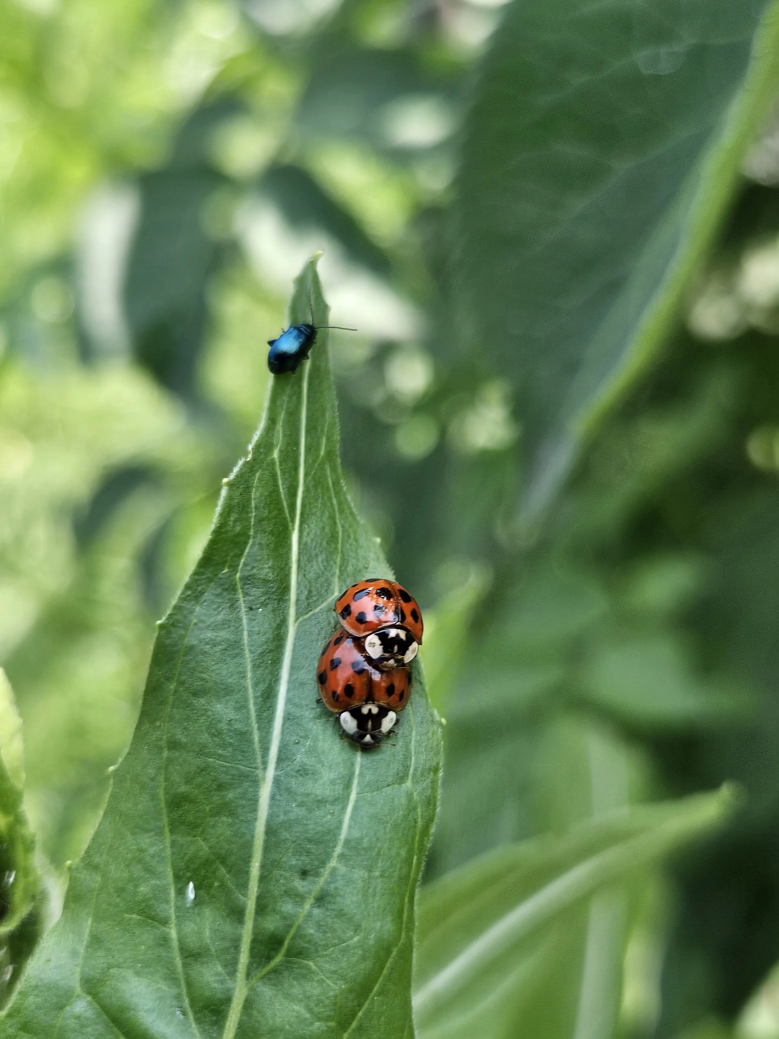Zwei paarende Marienkäfer, Boten Naturmagie, Krafttiere zwischen Kraftpflanzen im Naturgarten Luzern