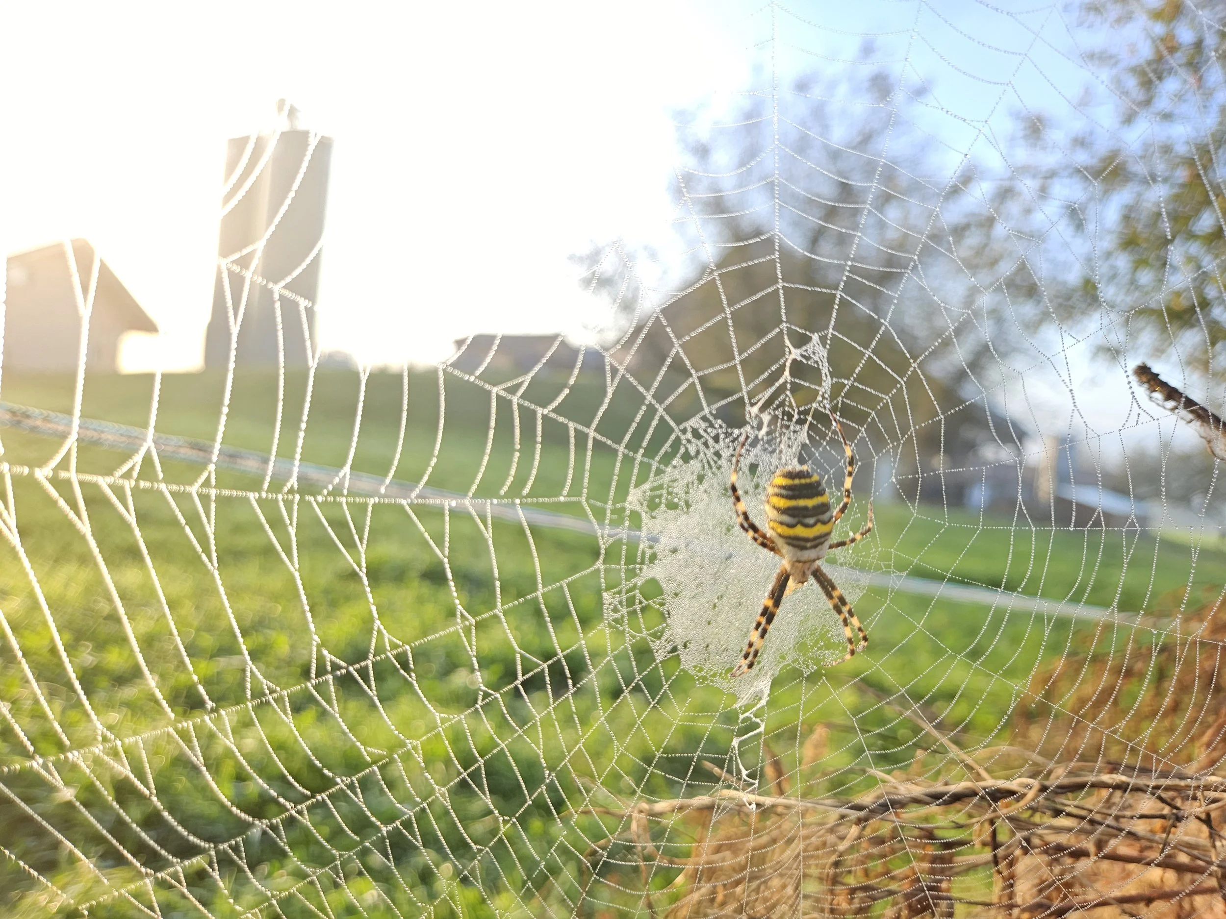 Die Wesenspinne oder auch Zebraspinne genannt.