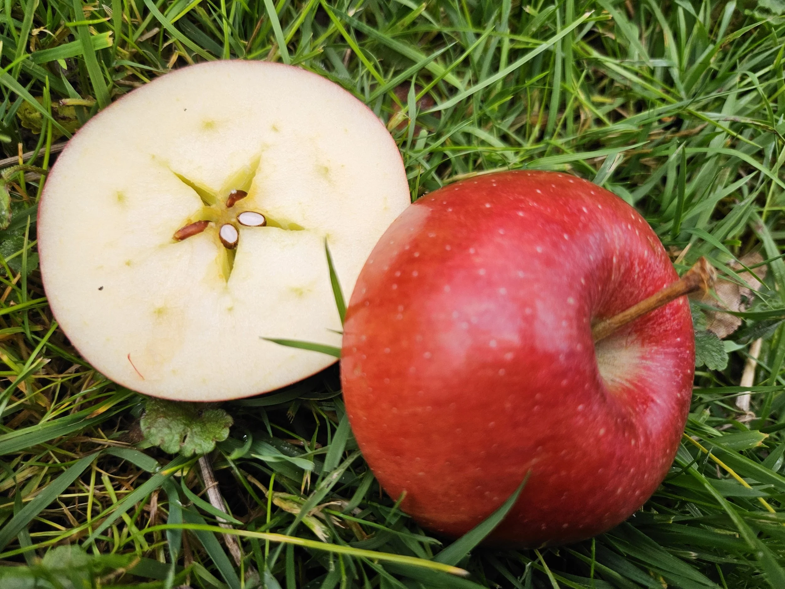 Apfel Symbol für Jugend & Vitatlität