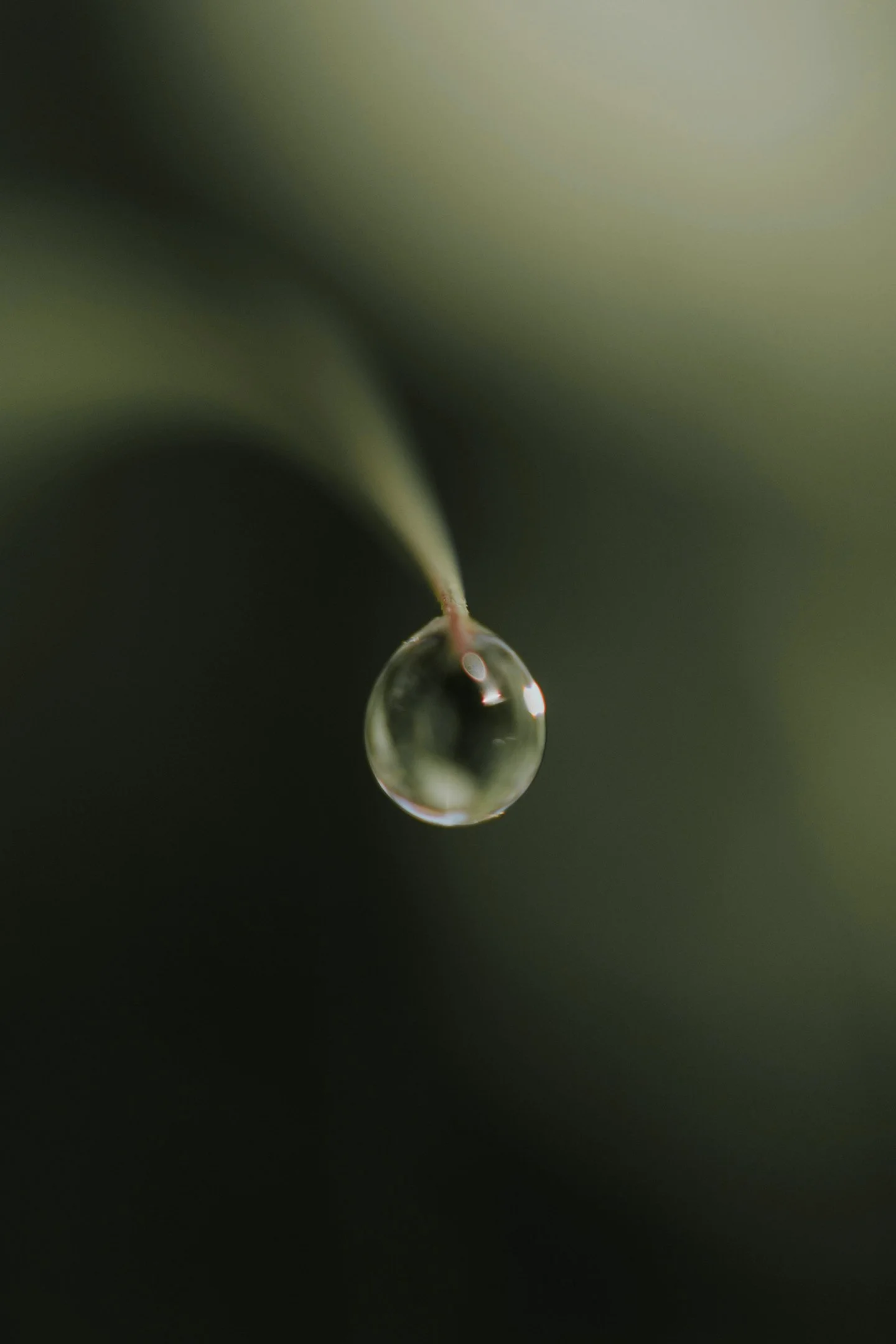 Goutte d'eau suspendue à une fine tige de plante, floue en arrière-plan avec des tons verts et sombres.