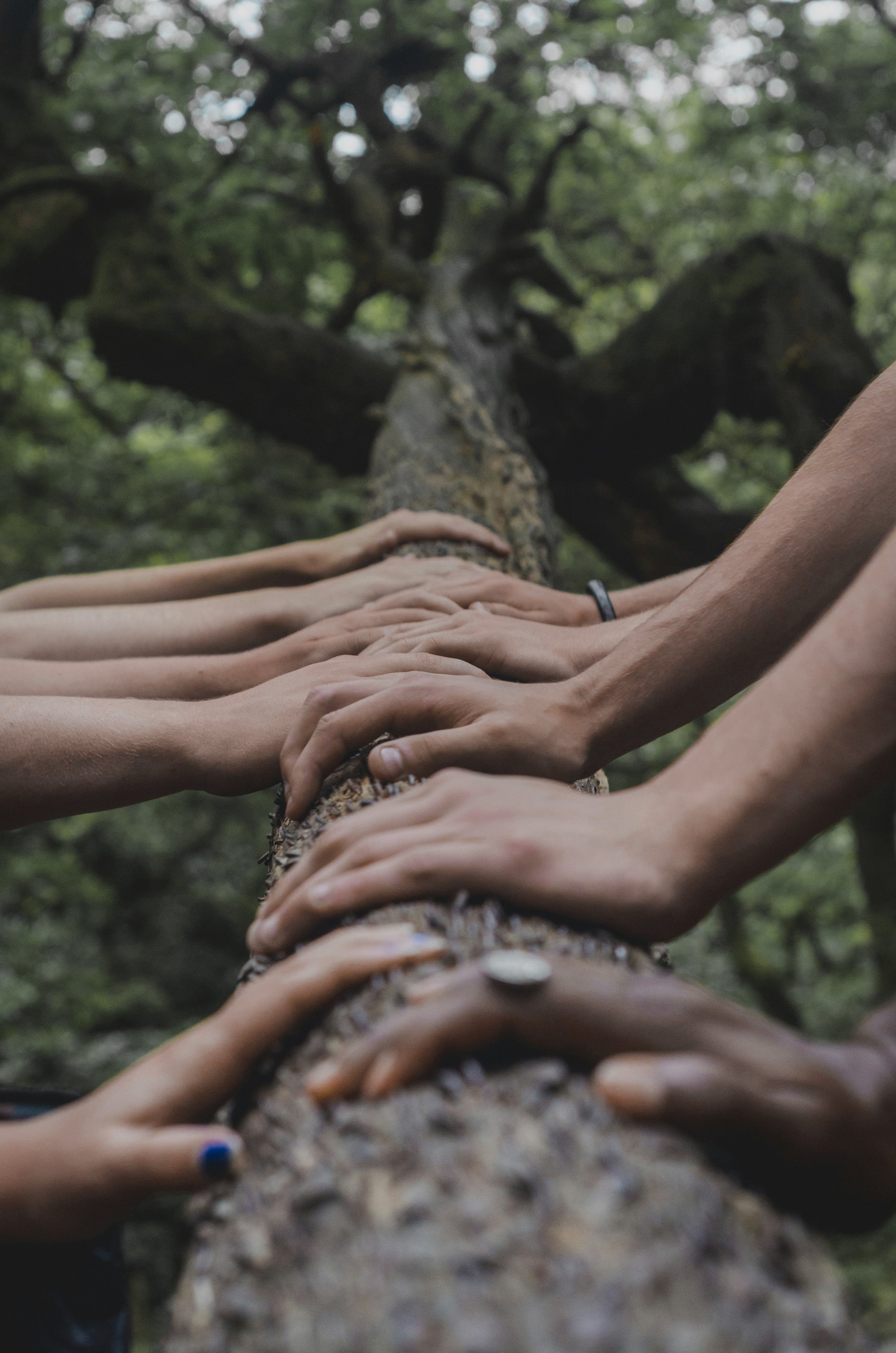 Plusieurs mains posées sur un tronc d'arbre dans une forêt.