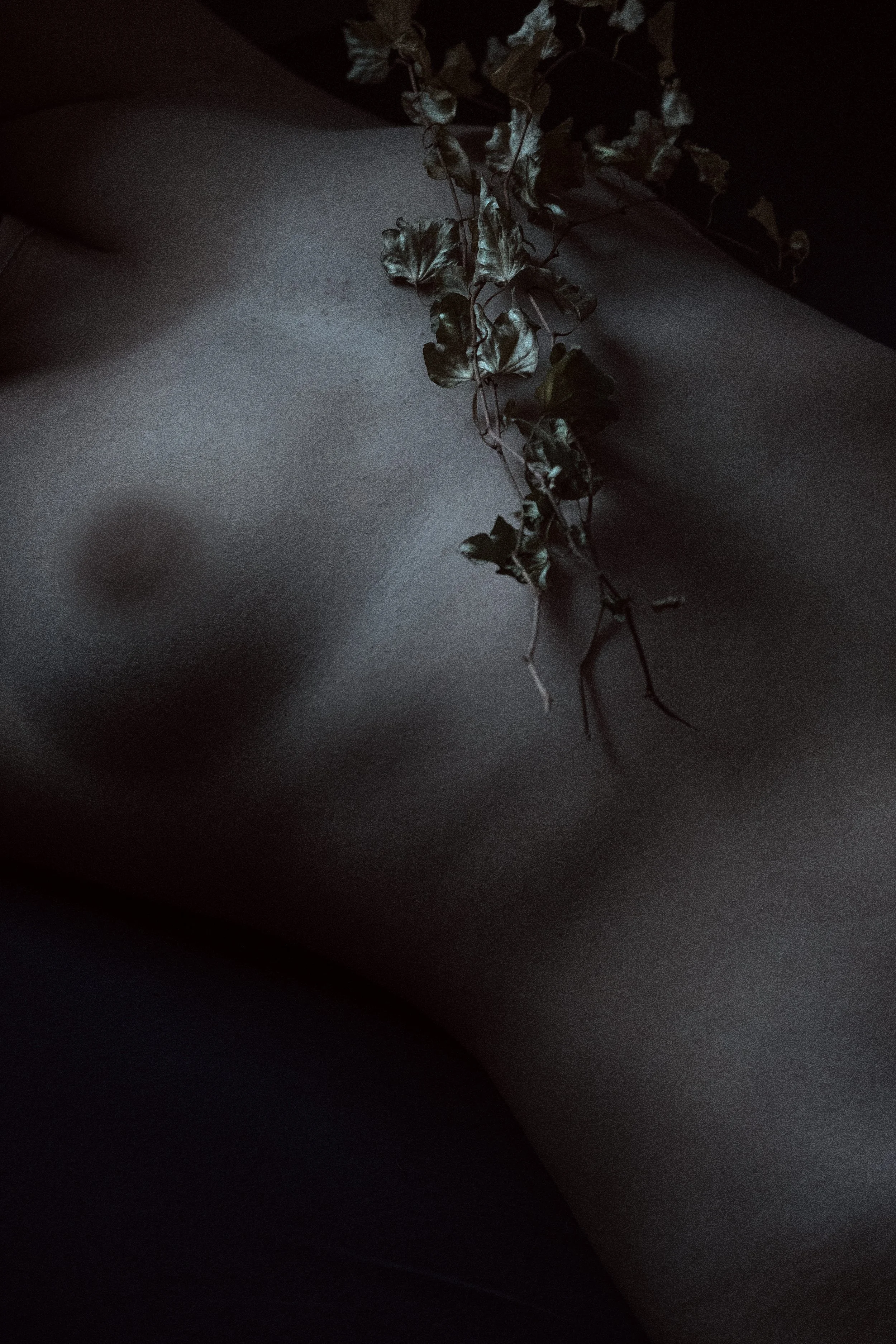 Nahaufnahme eines weiblichen Oberkörpers mit einer herabhängenden Distel in der Nähe.