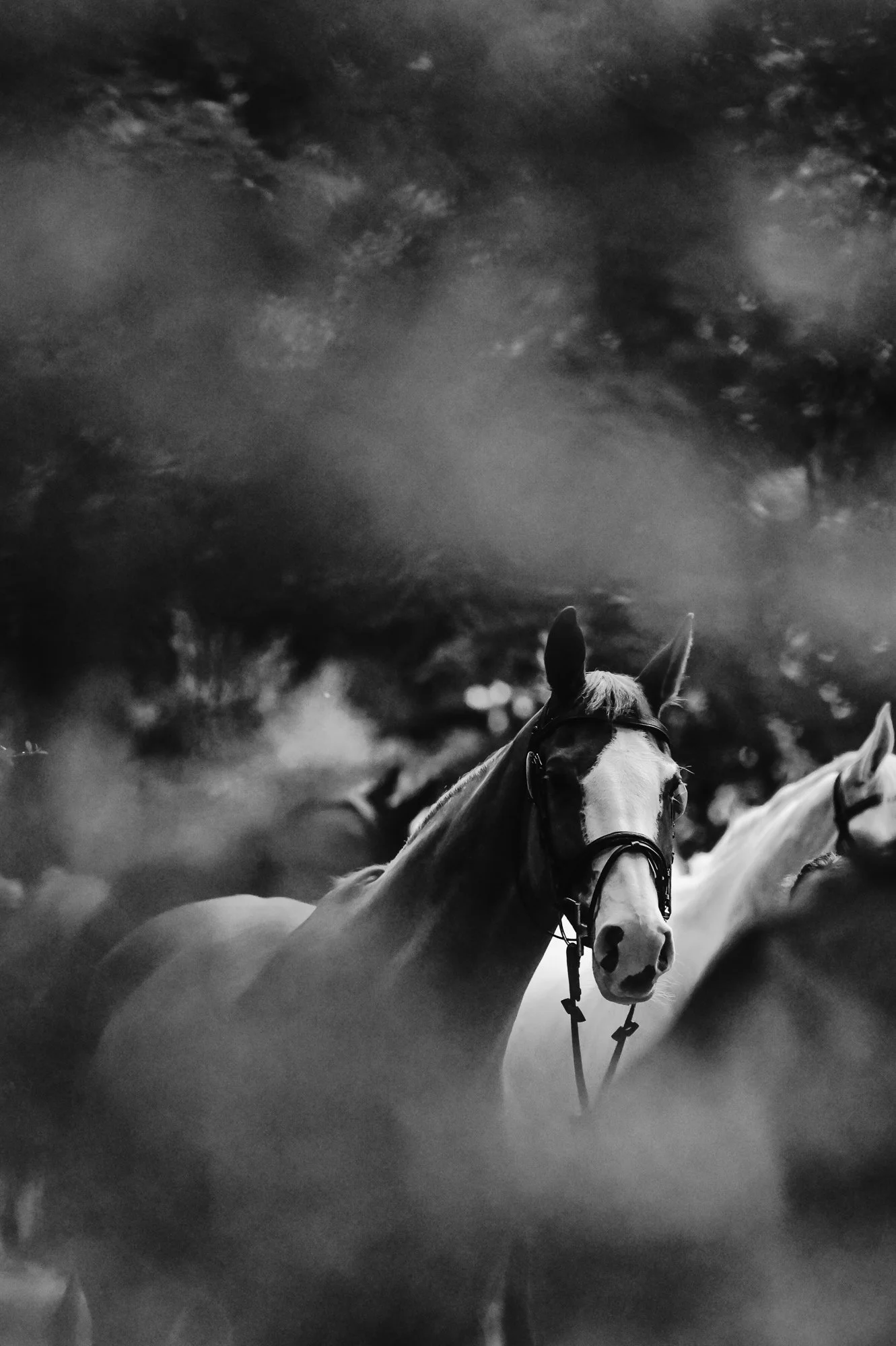 A black and white photograph of a horse standing among other horses under a cloudy sky.