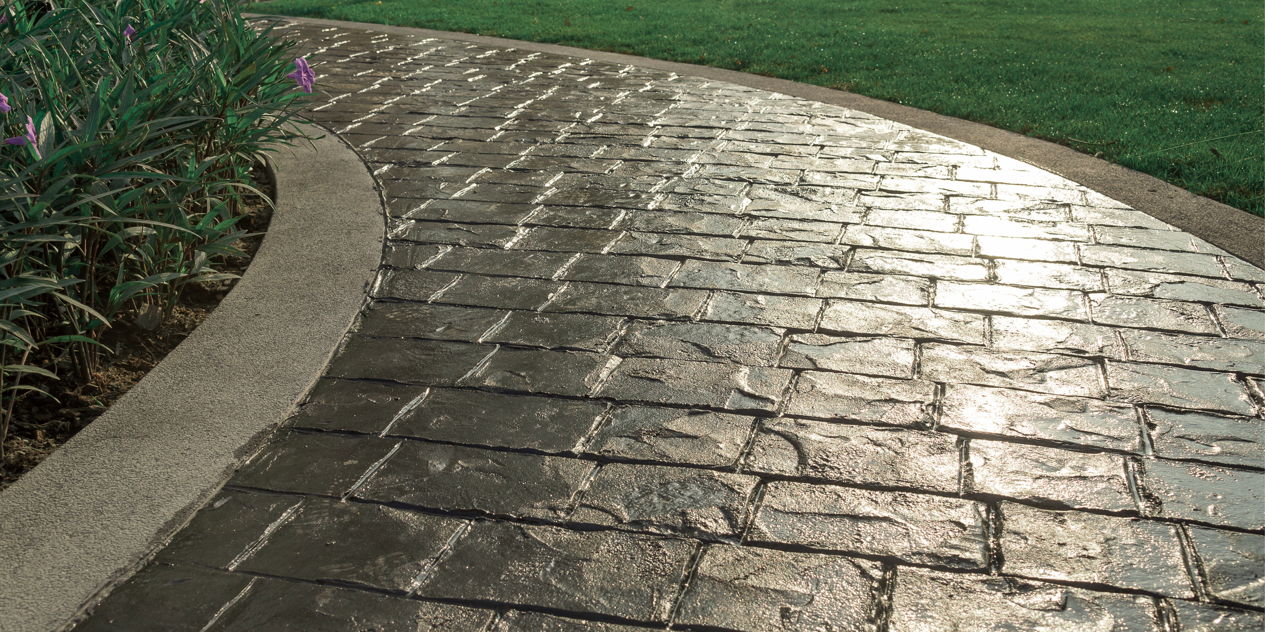 Wet brick sidewalk with a curved edge, bordered by a concrete curb and a grassy lawn with purple flowers on the left side.