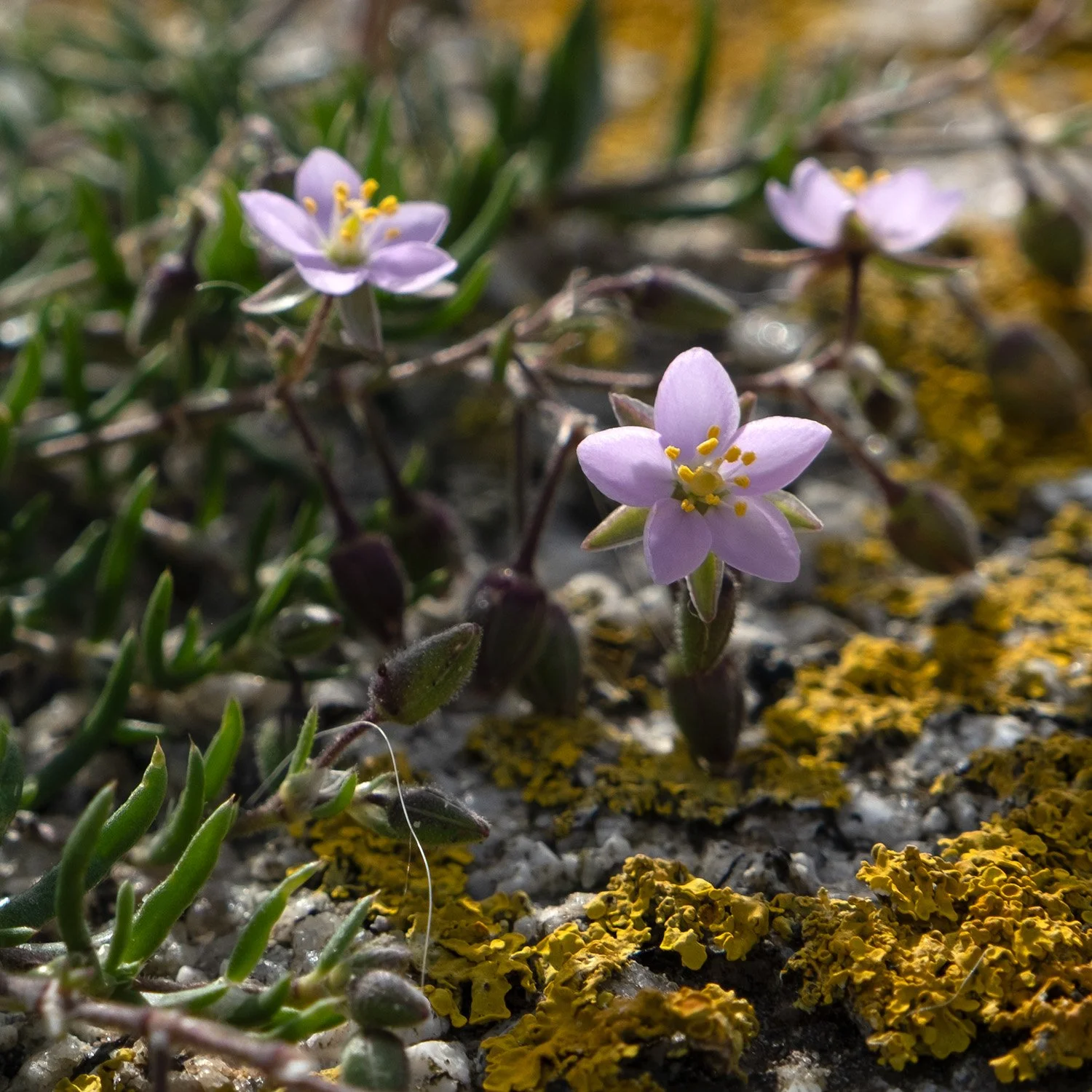 Coastal wall flowers