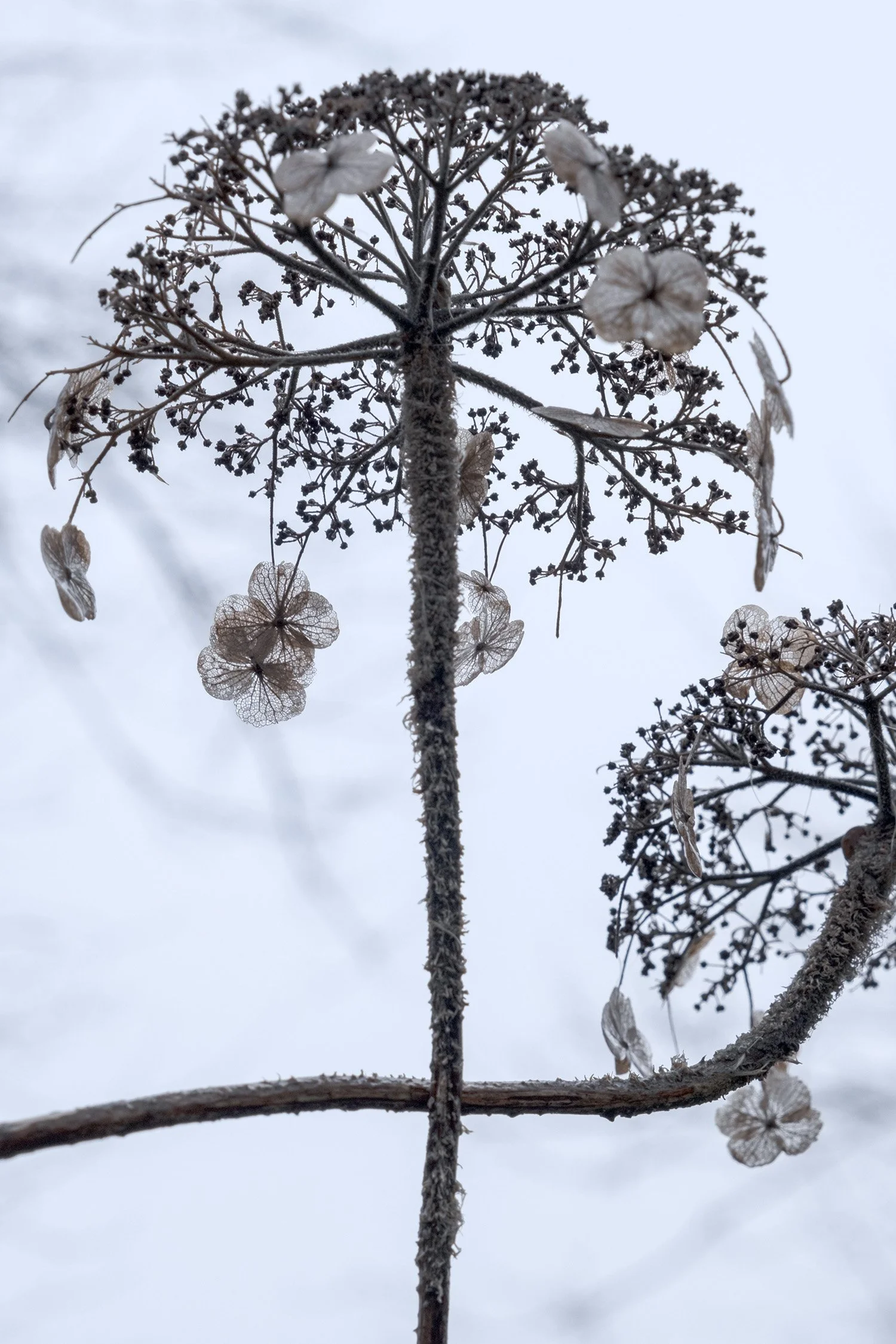 Winter Hydrangeas
