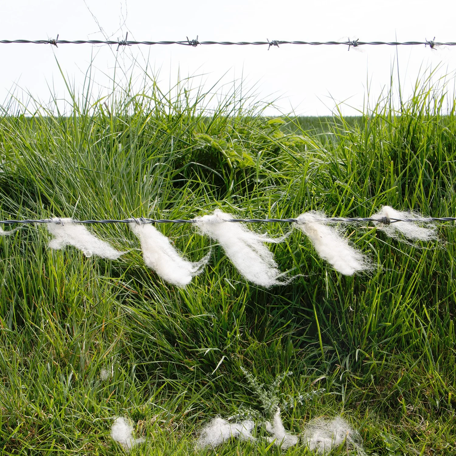 Wool and Grass, South Downs